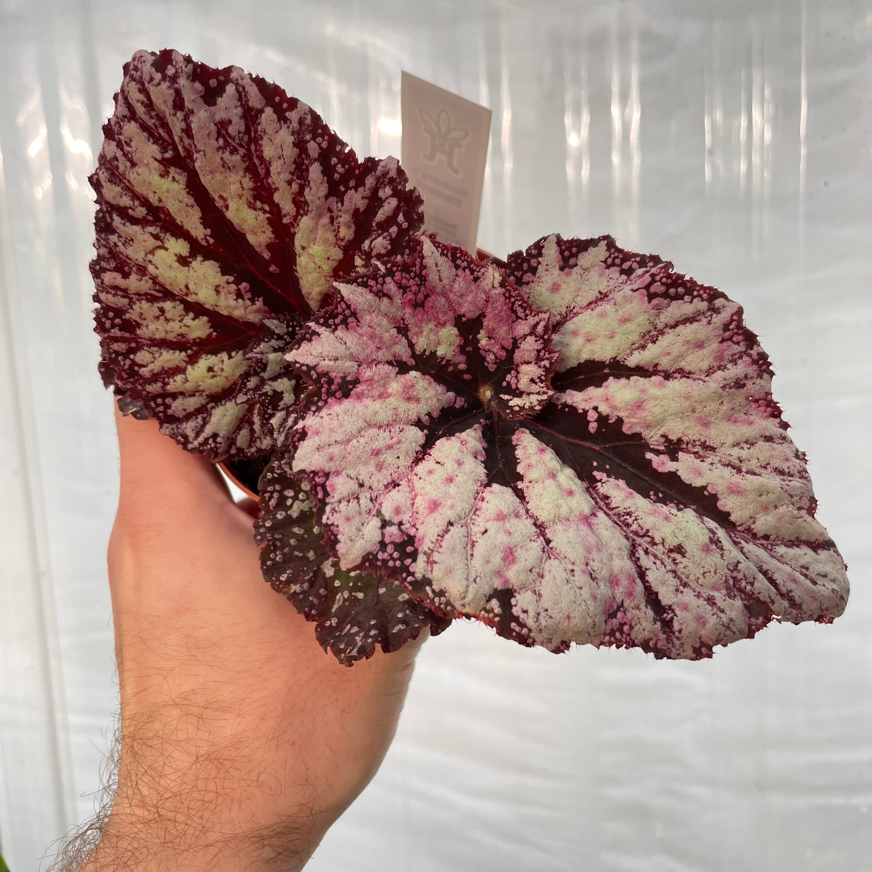 Begonia Starburst