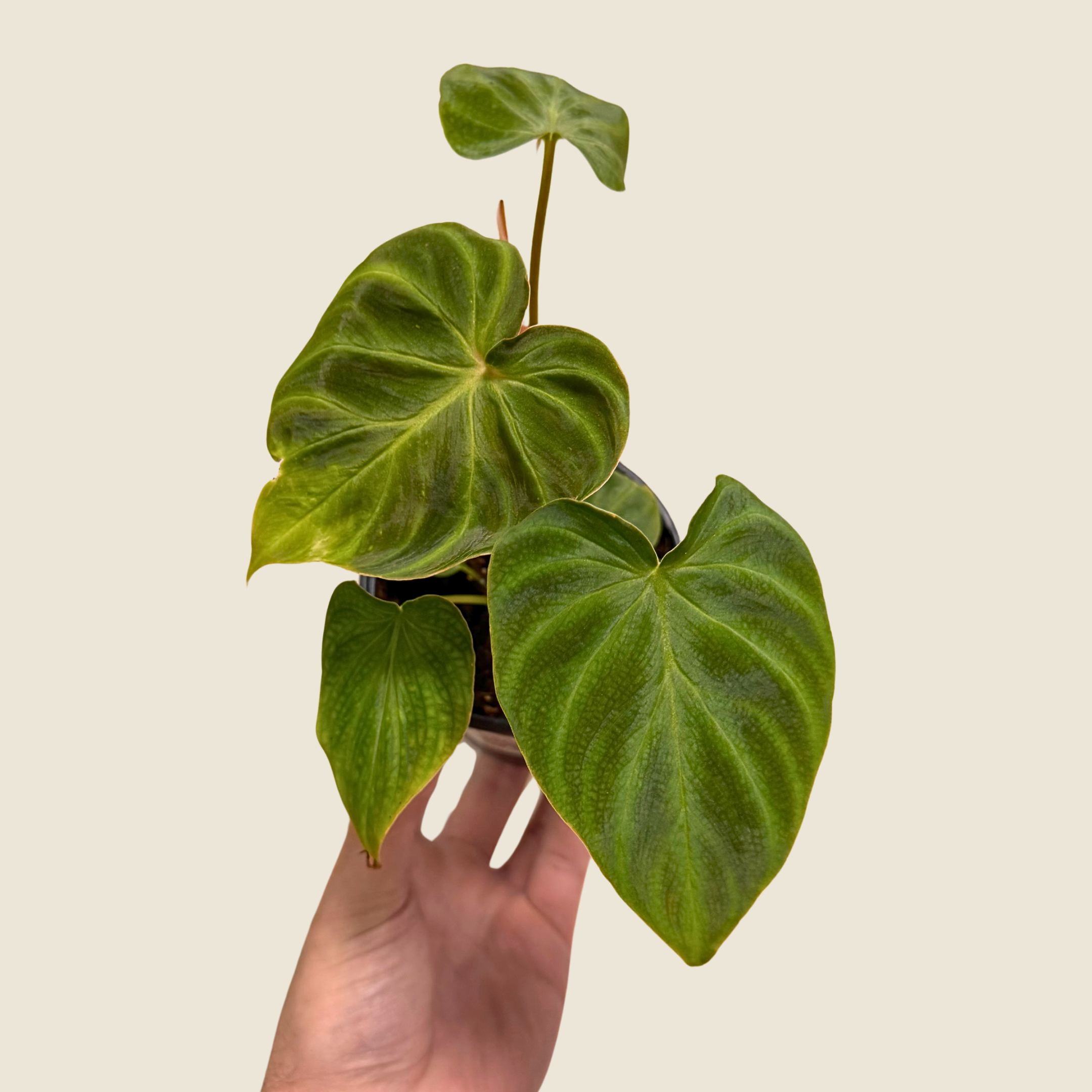 Philodendron Verrucosum