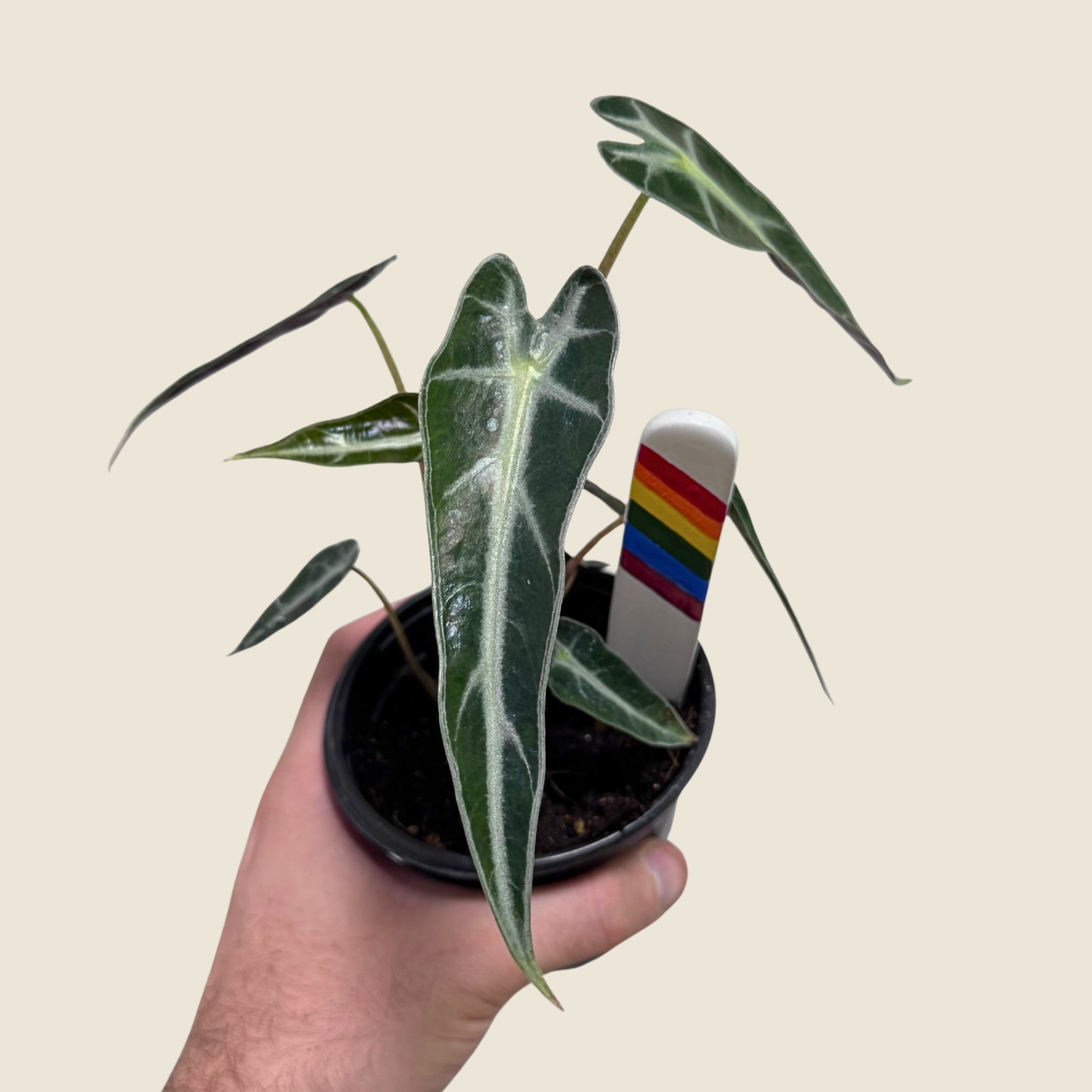 Alocasia Bambino