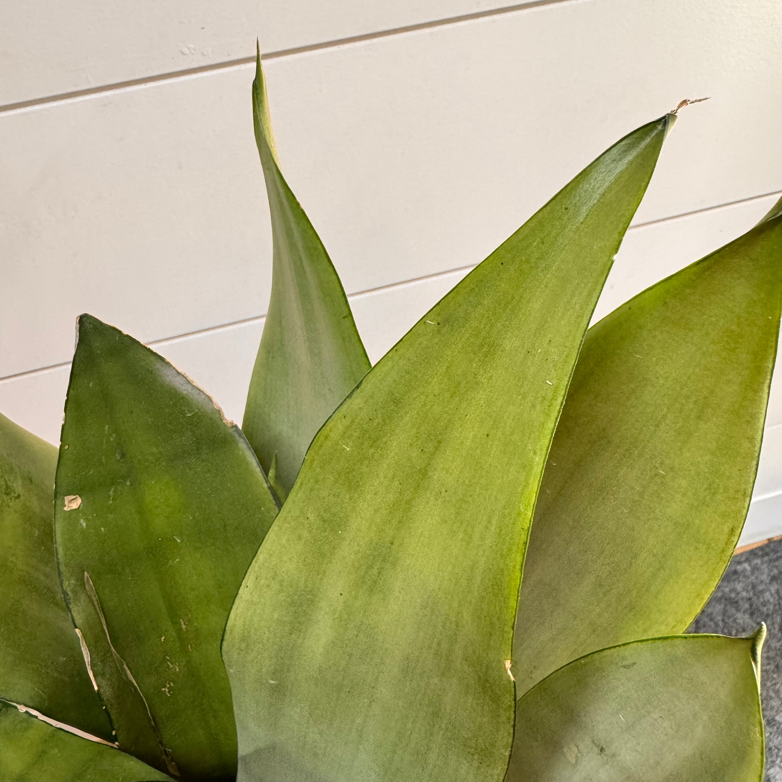 Sansevieria Moonshine