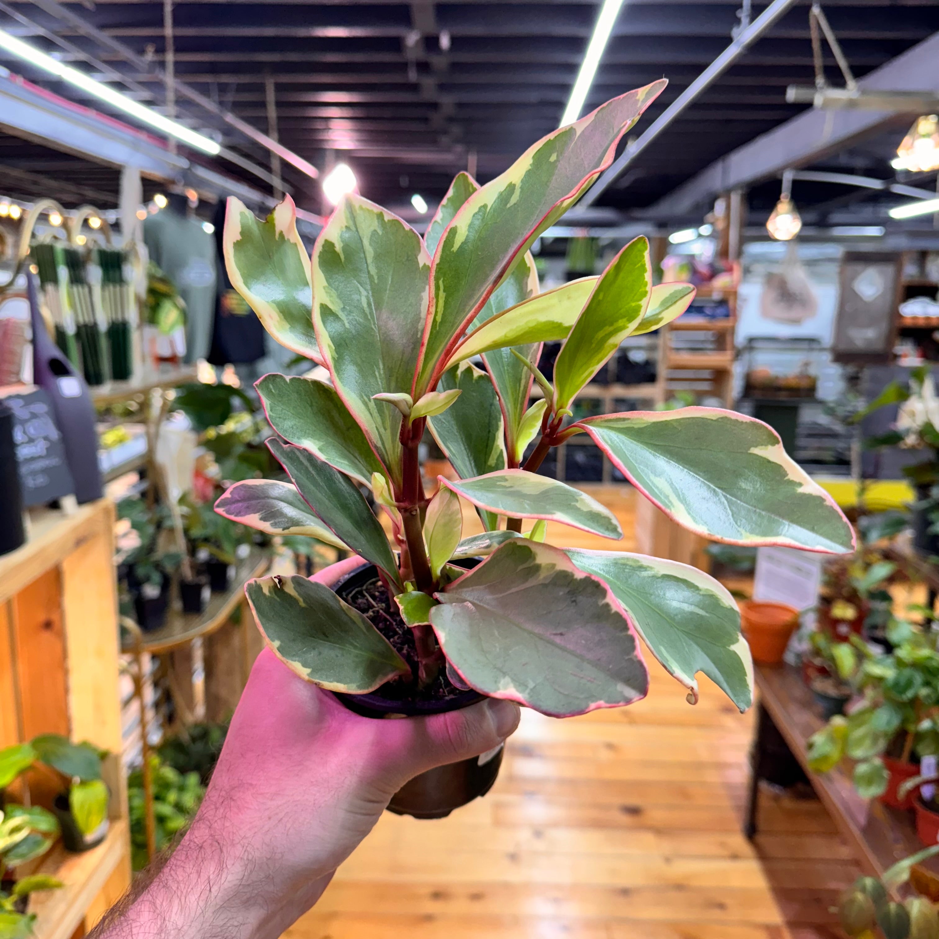 Peperomia Ginny