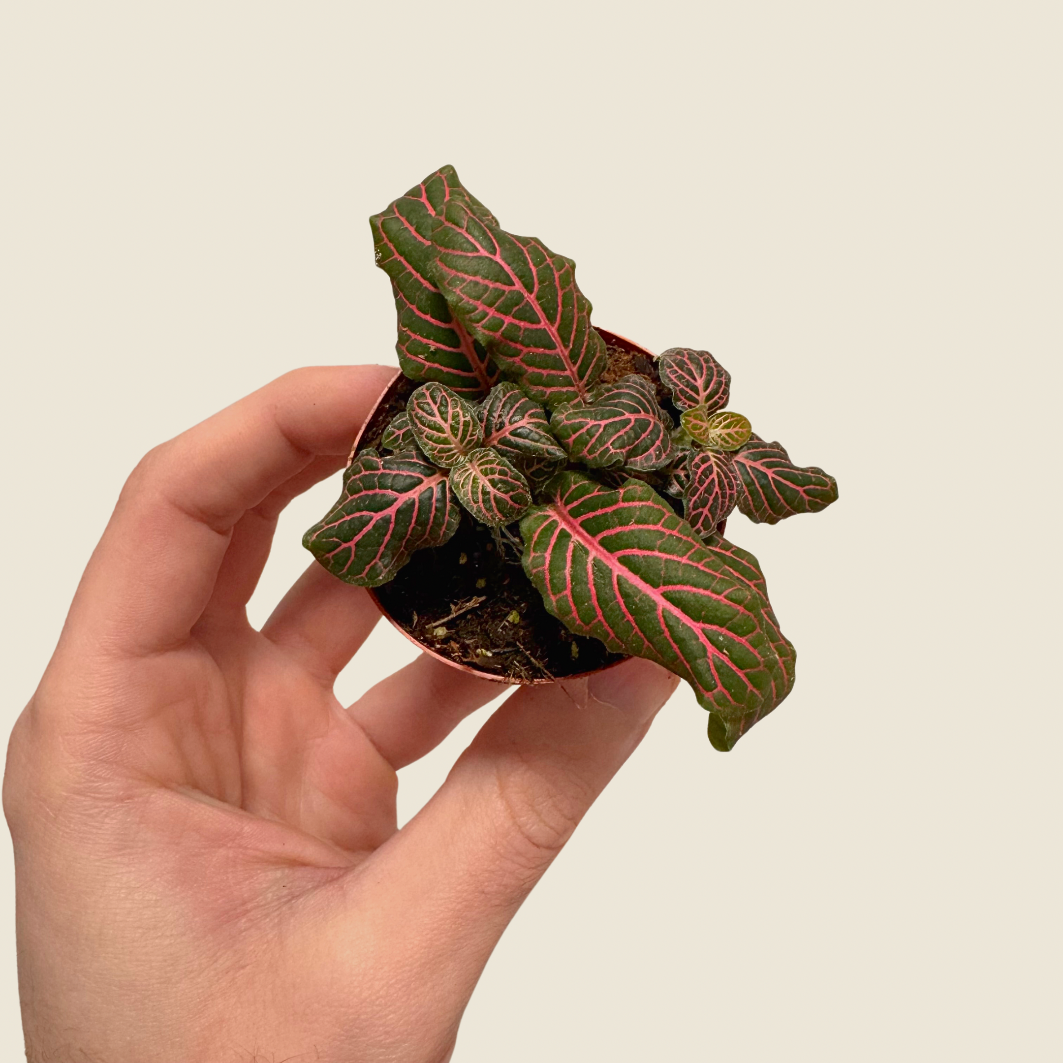 Fittonia &