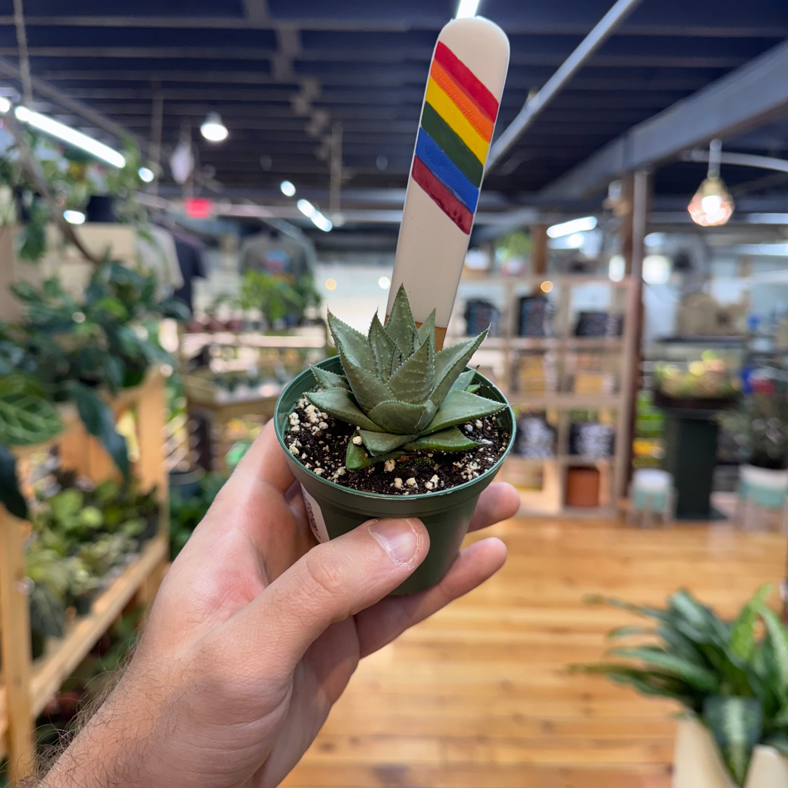 Gasteraloe &