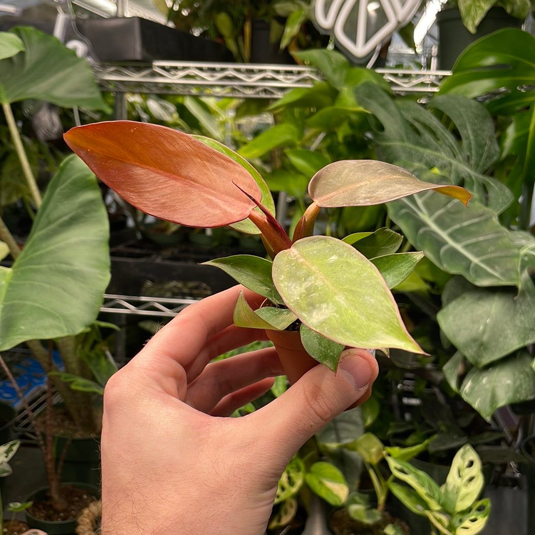 Philodendron Sun Red