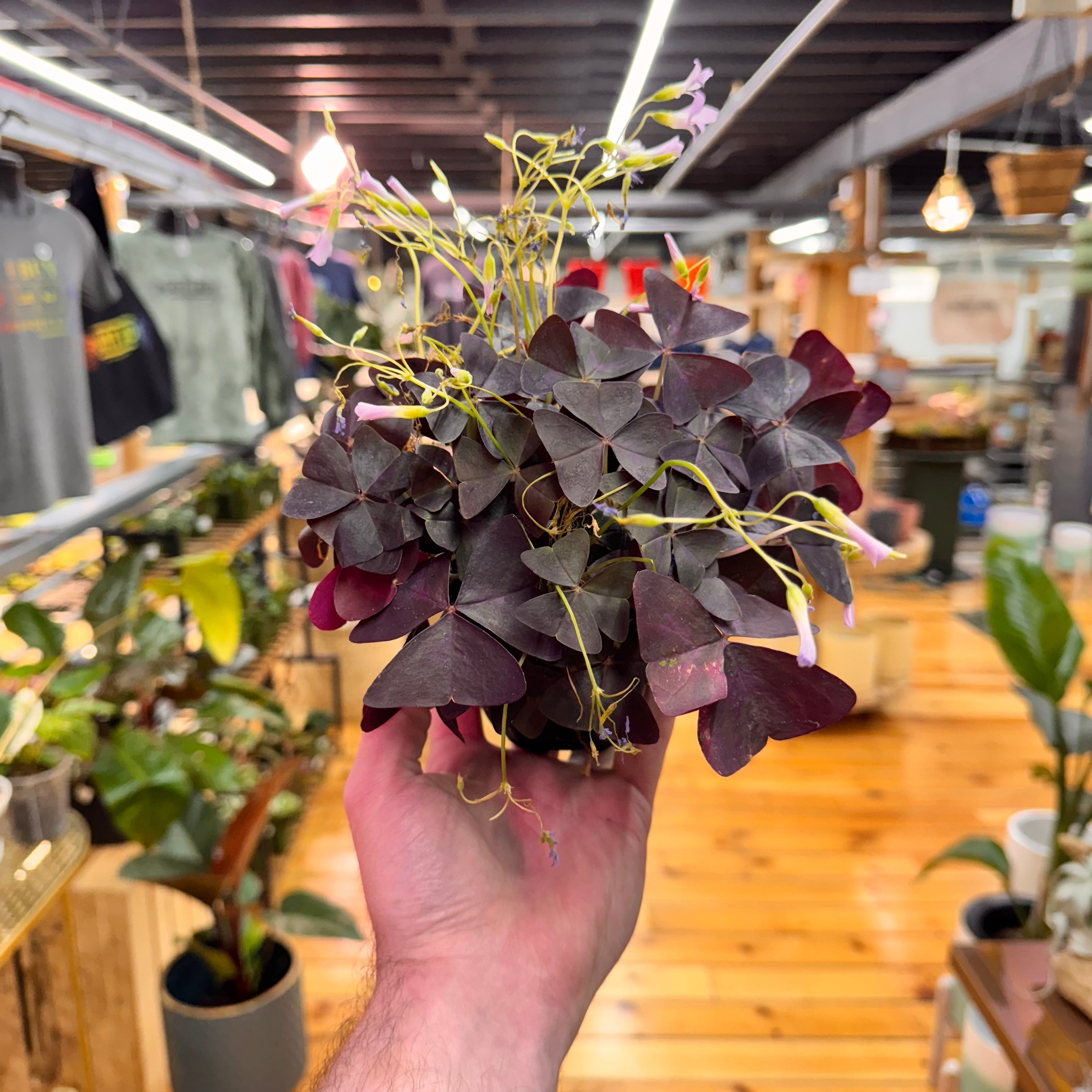 Oxalis Triangularis Purple Shamrock