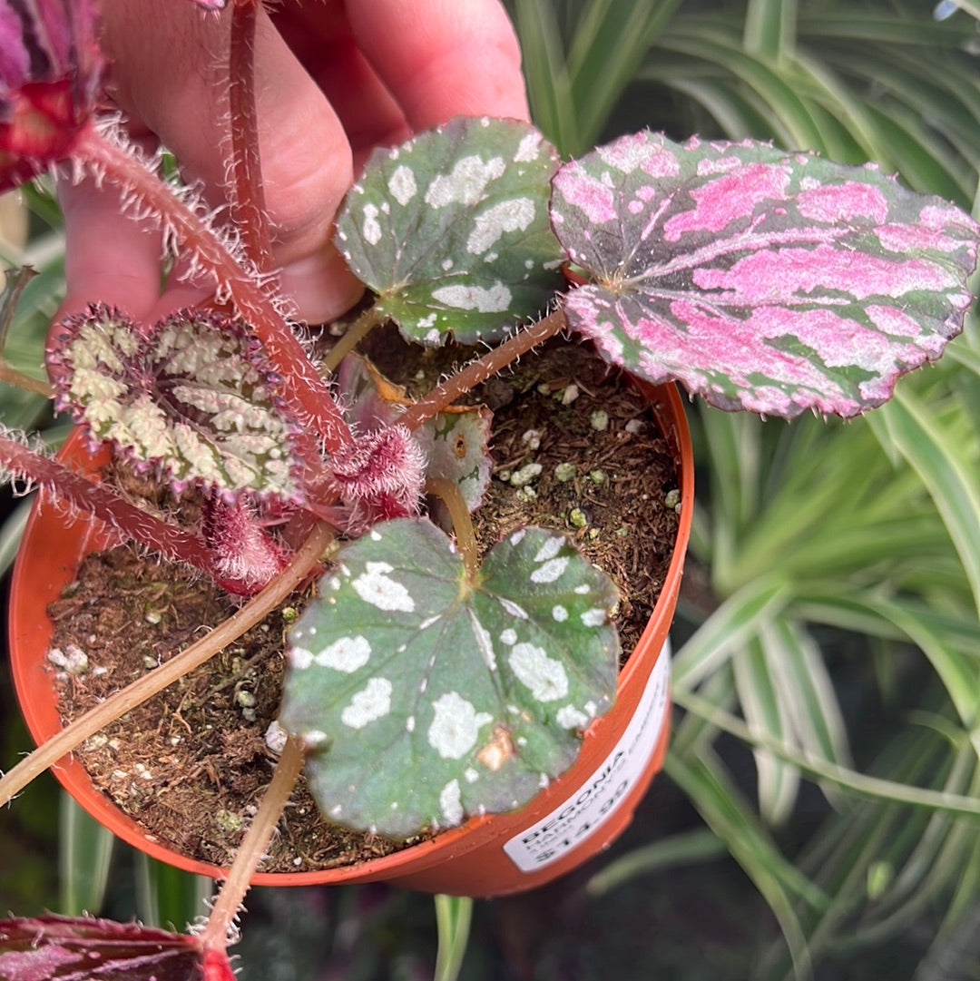Begonia Harmony Ember
