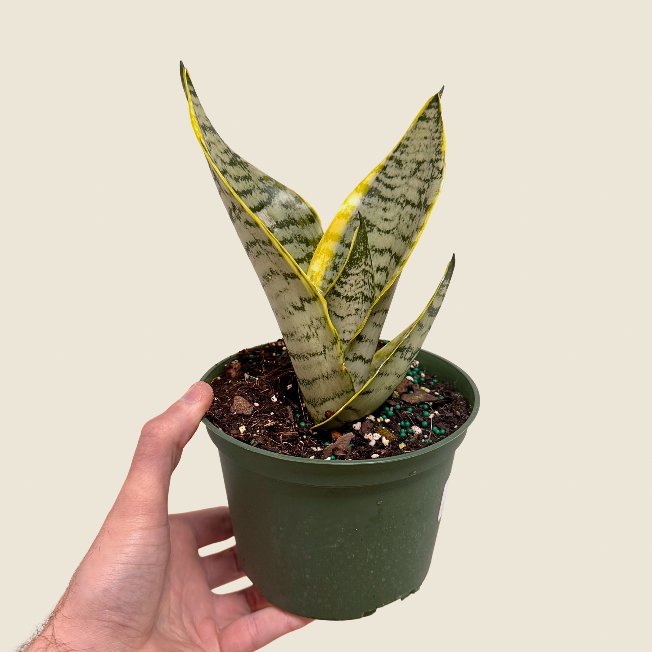 Sansevieria Futura Robusta