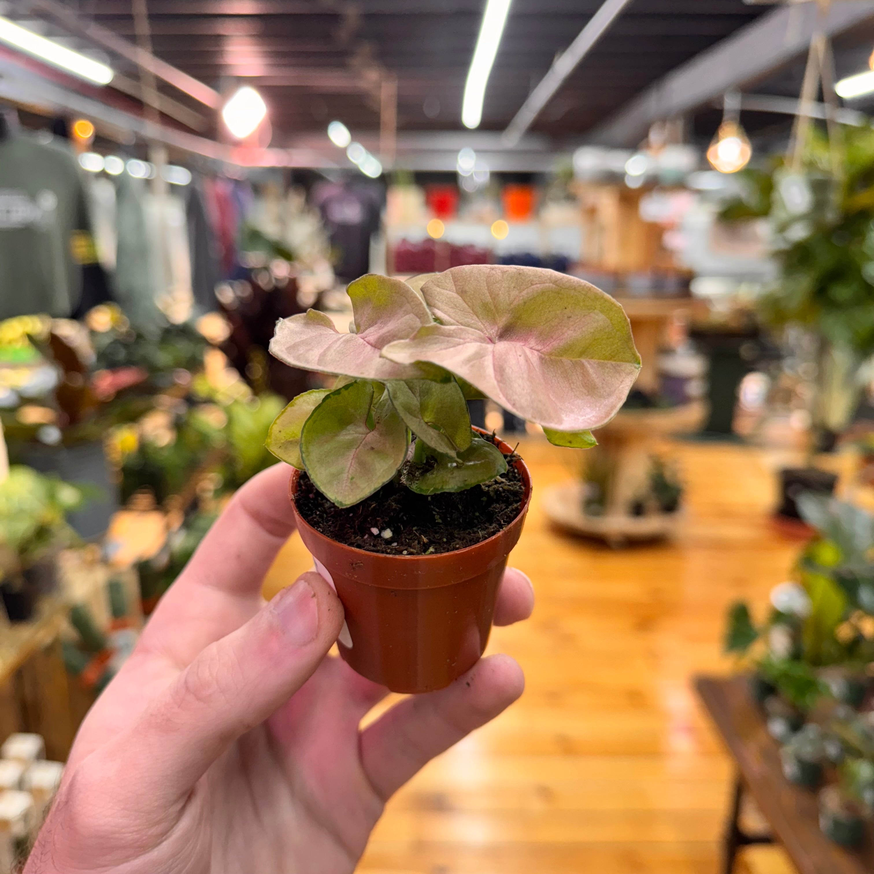 Syngonium Neon Pink