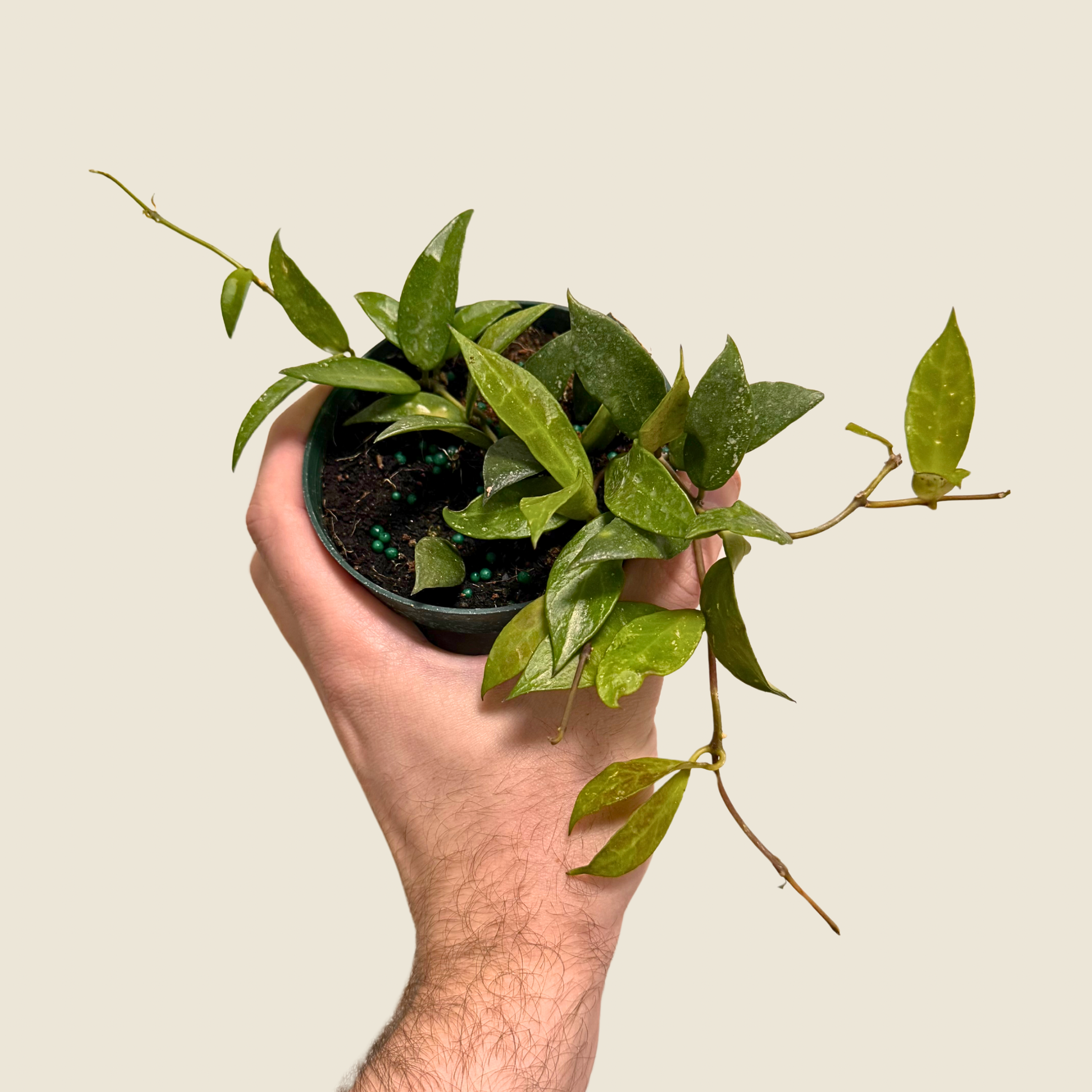 Dischidia Krinkle