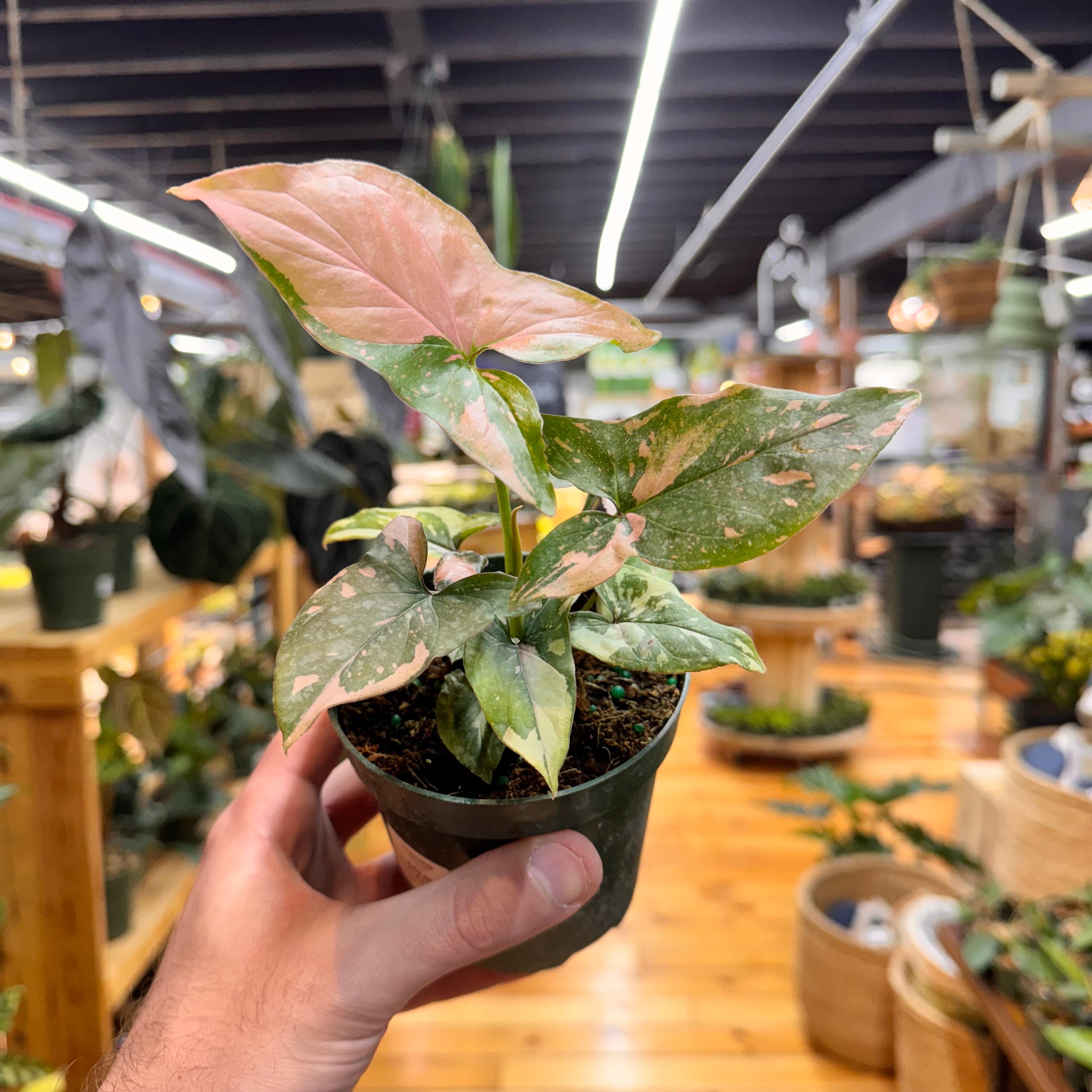 Syngonium Tricolor