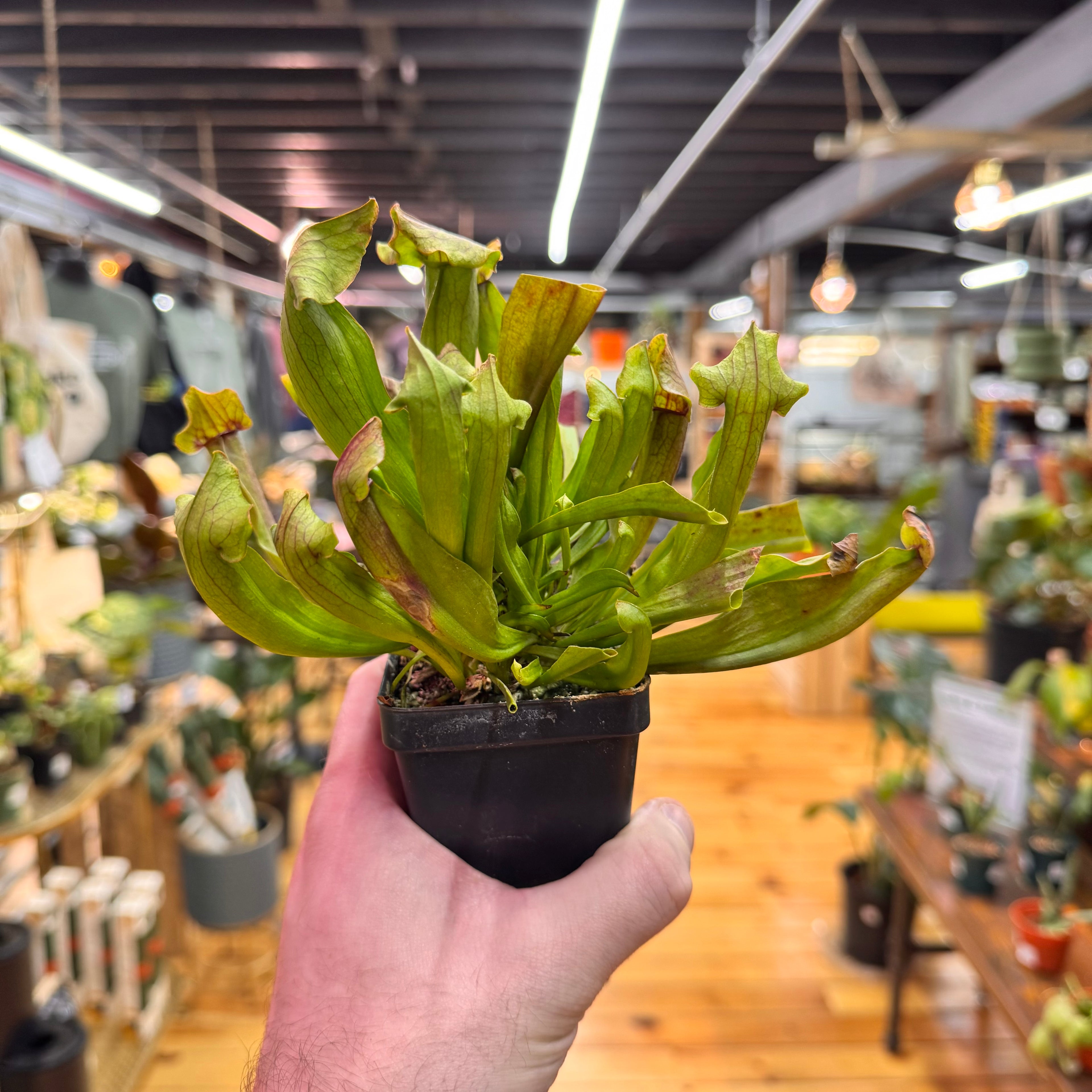 Sarracenia Maroon