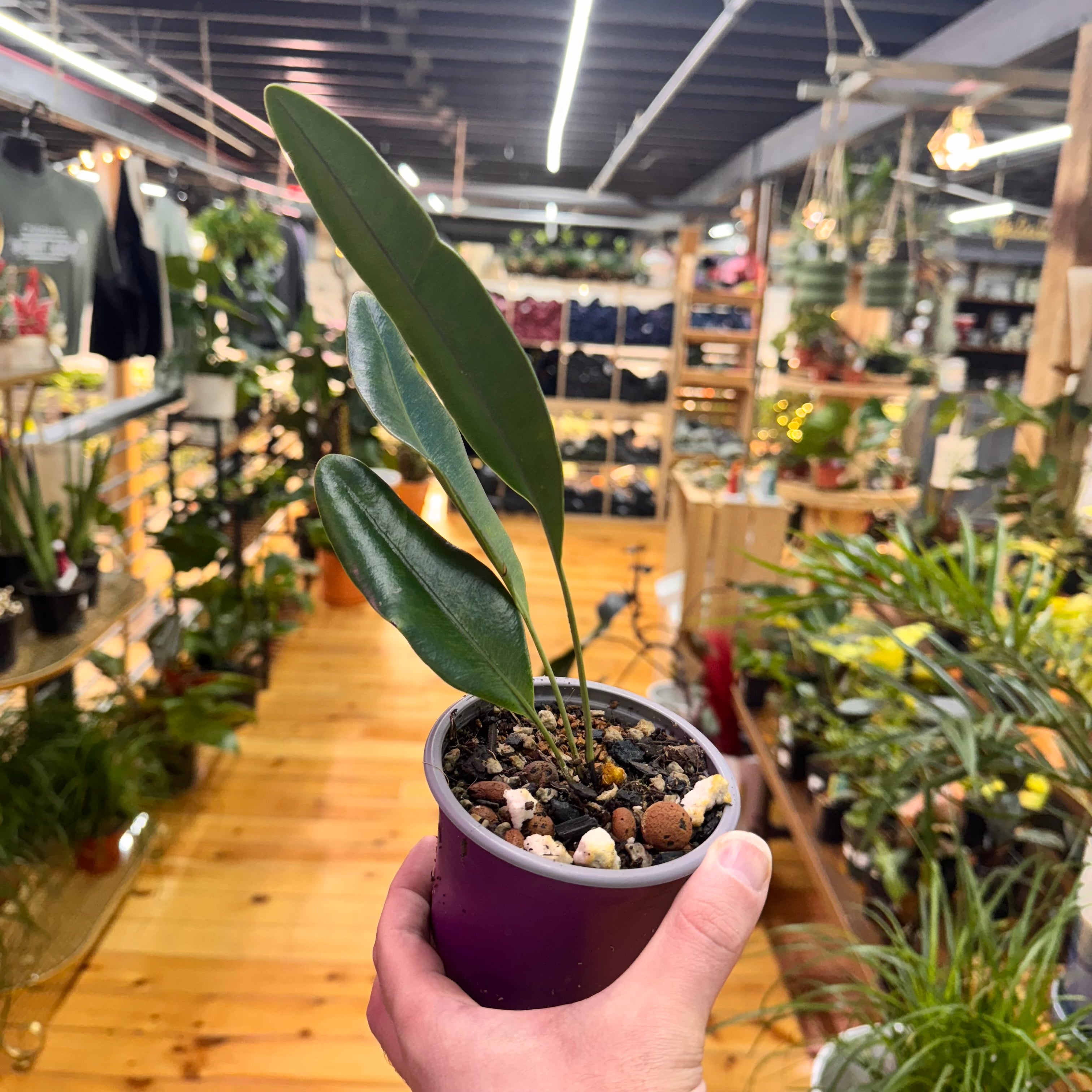 Elaphoglossum Metallicum