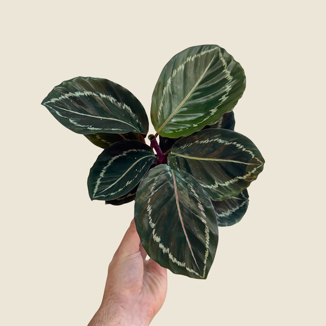 4" Calathea Greenback