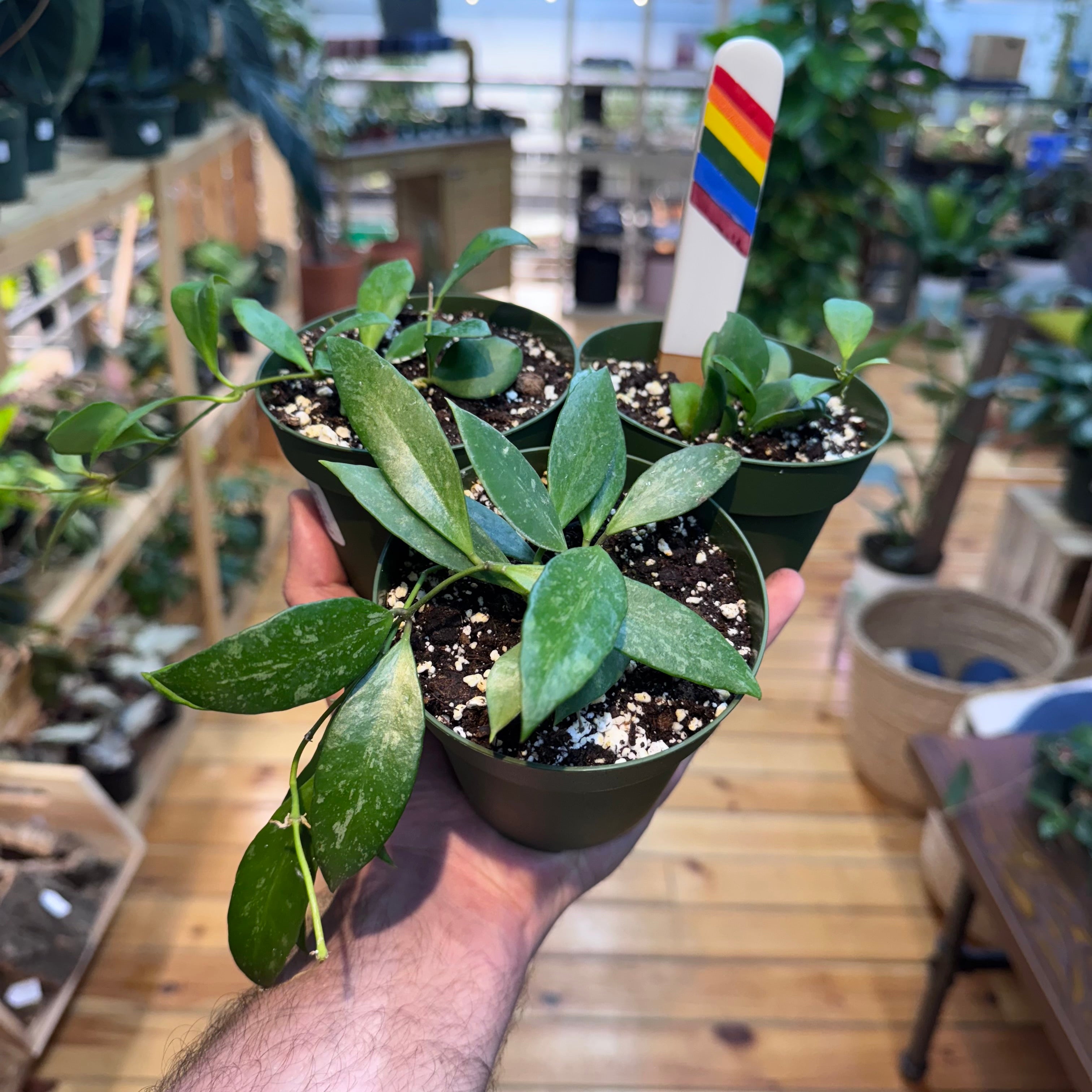 Hoya NOID Assorted