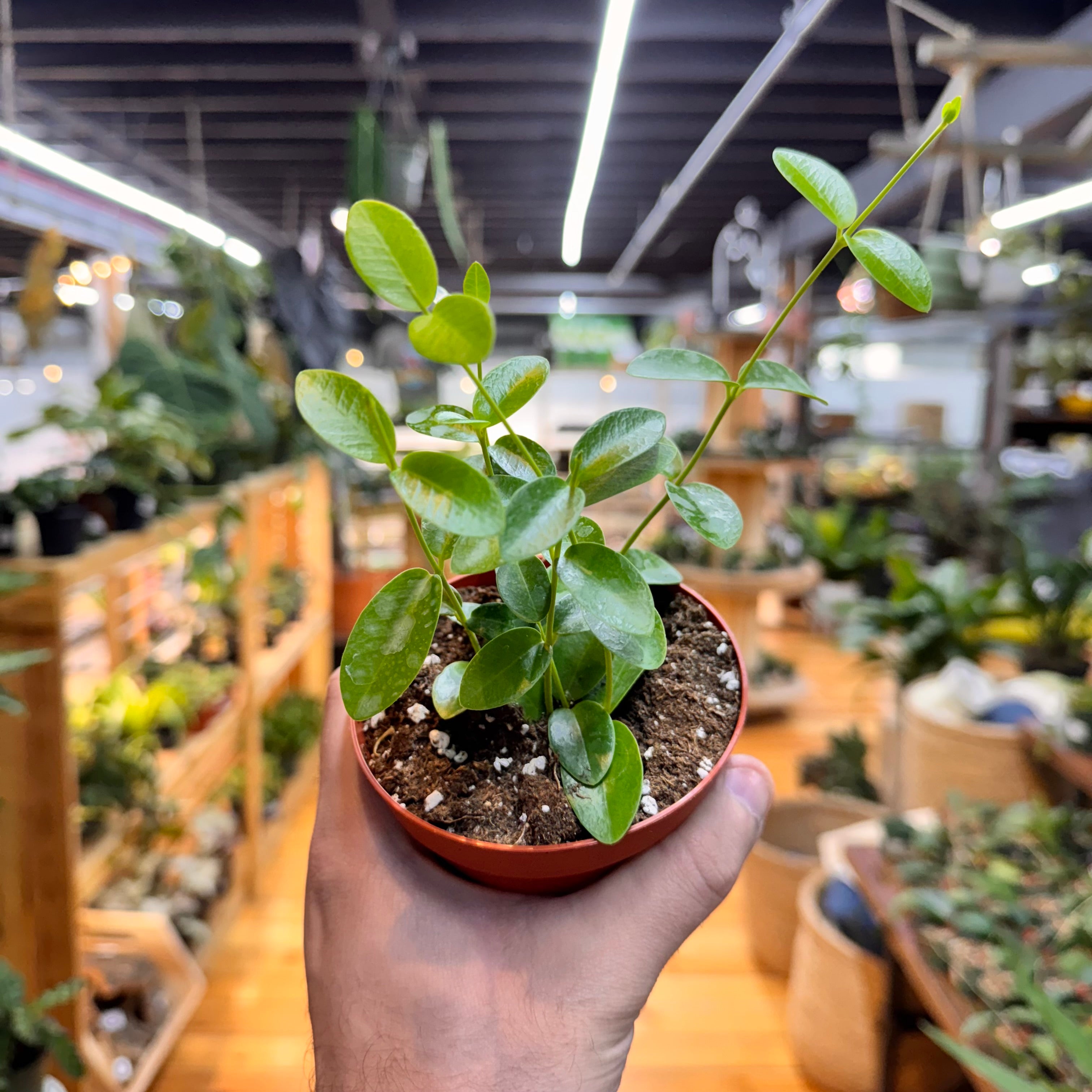 Hoya Cumingiana