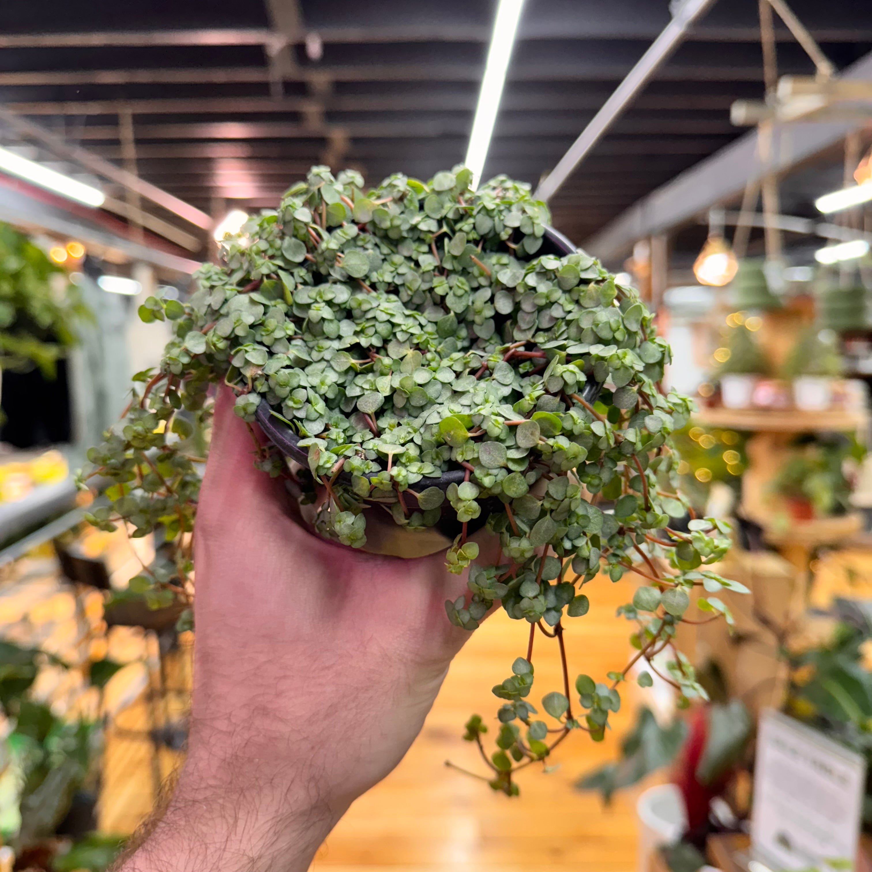 Pilea Silver Sparkle