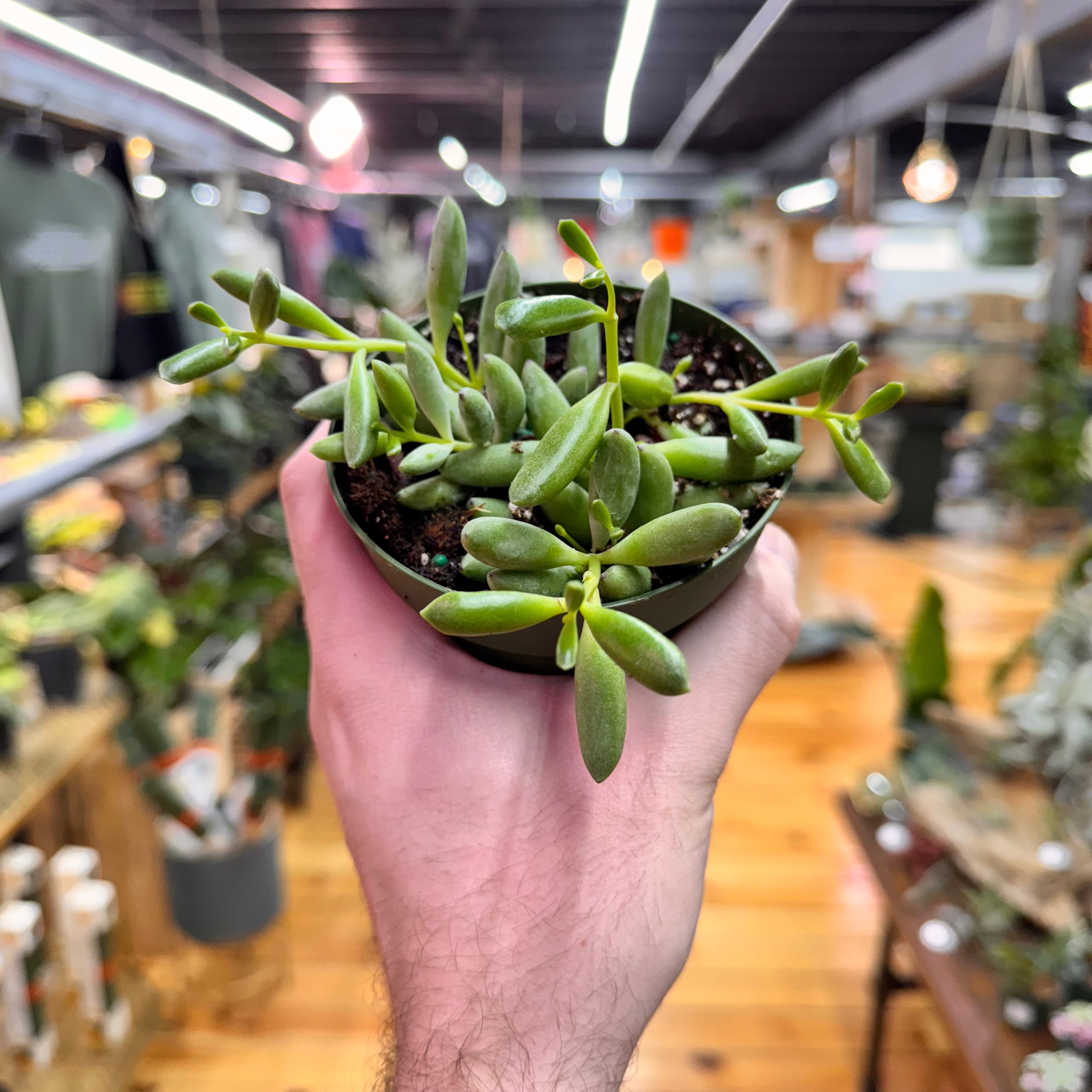 String of Bananas