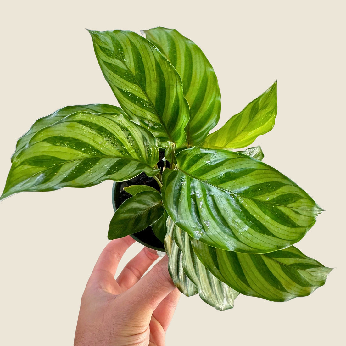 4" Calathea Freddie