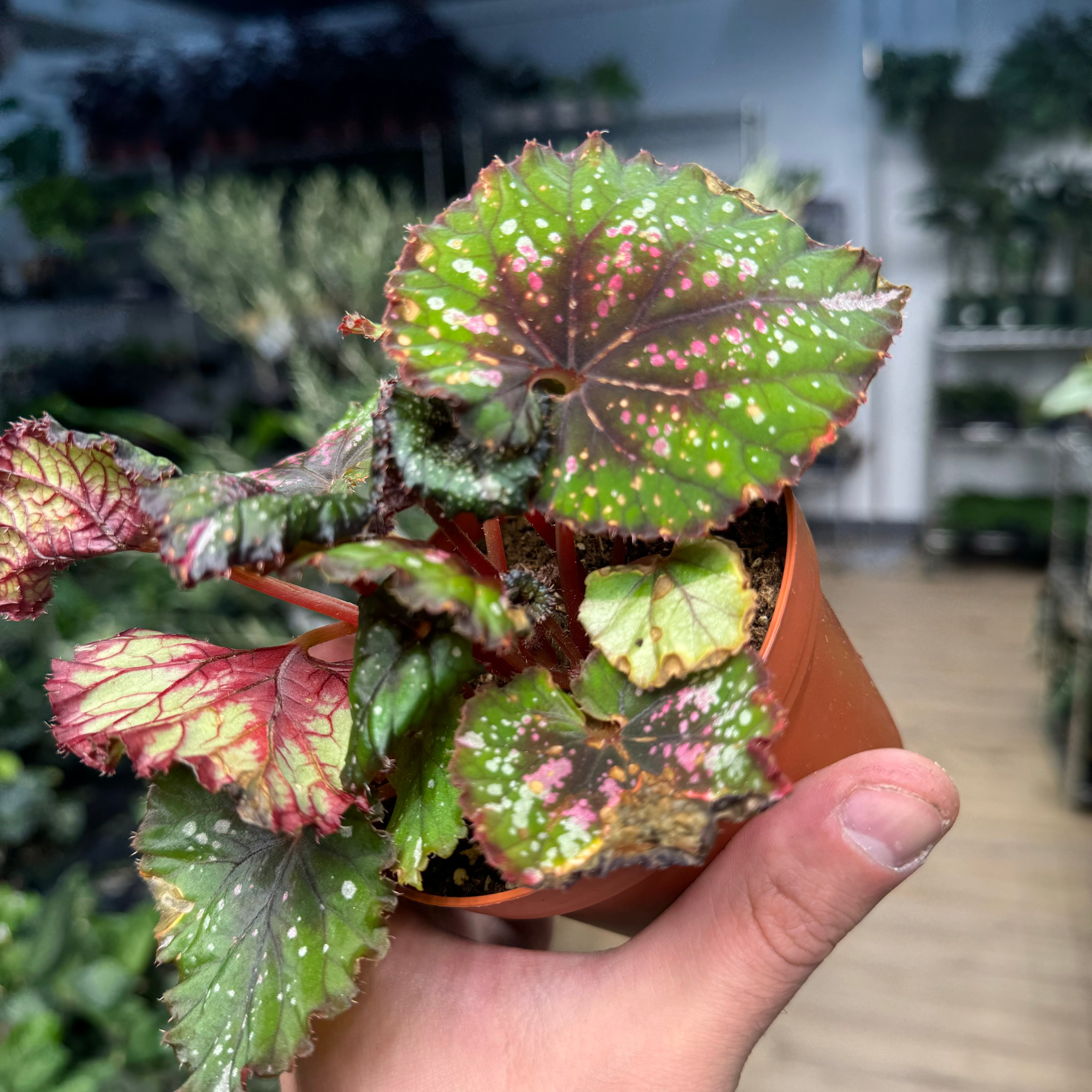 Begonia Christmas Cheer