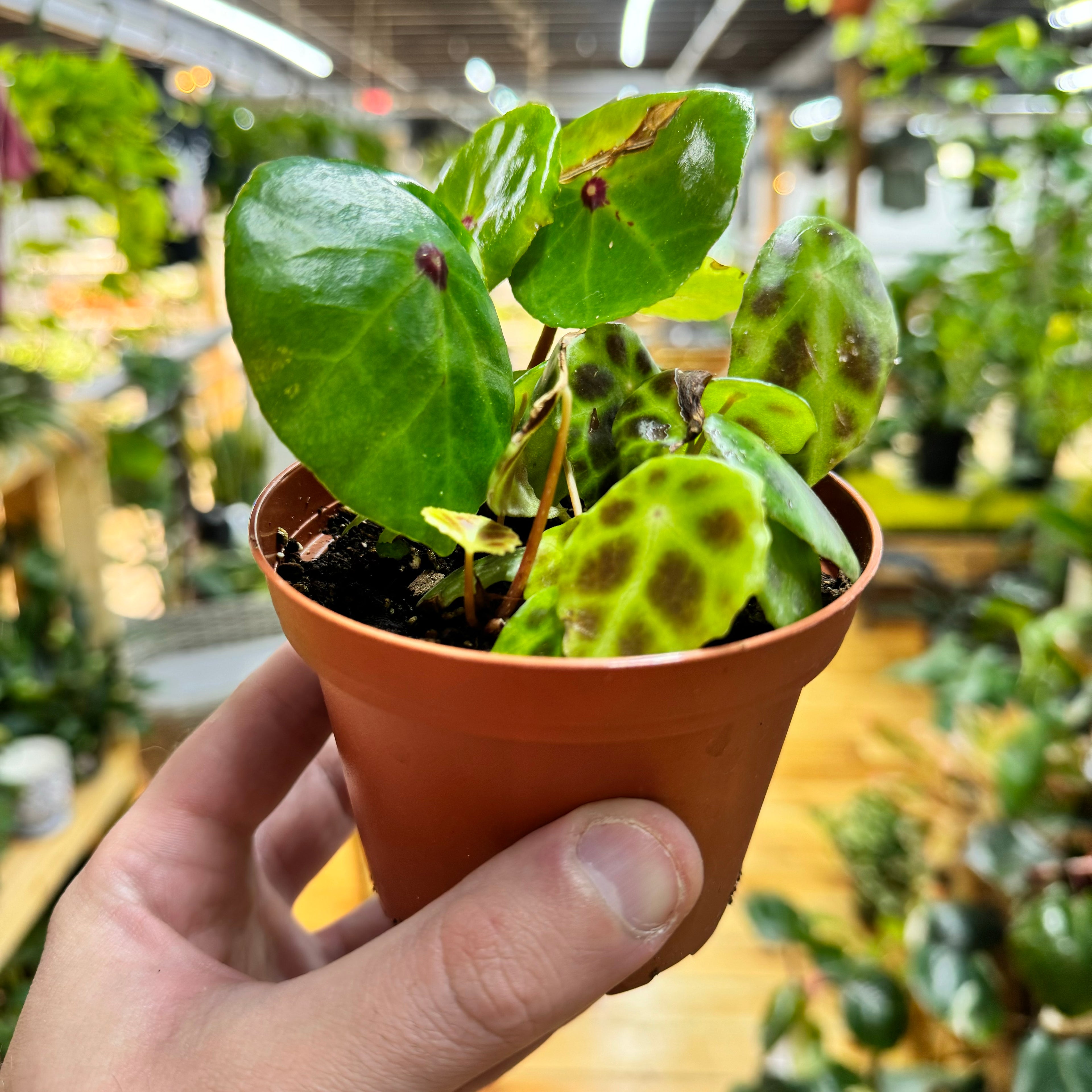 Begonia Conchifolia & Kingiana