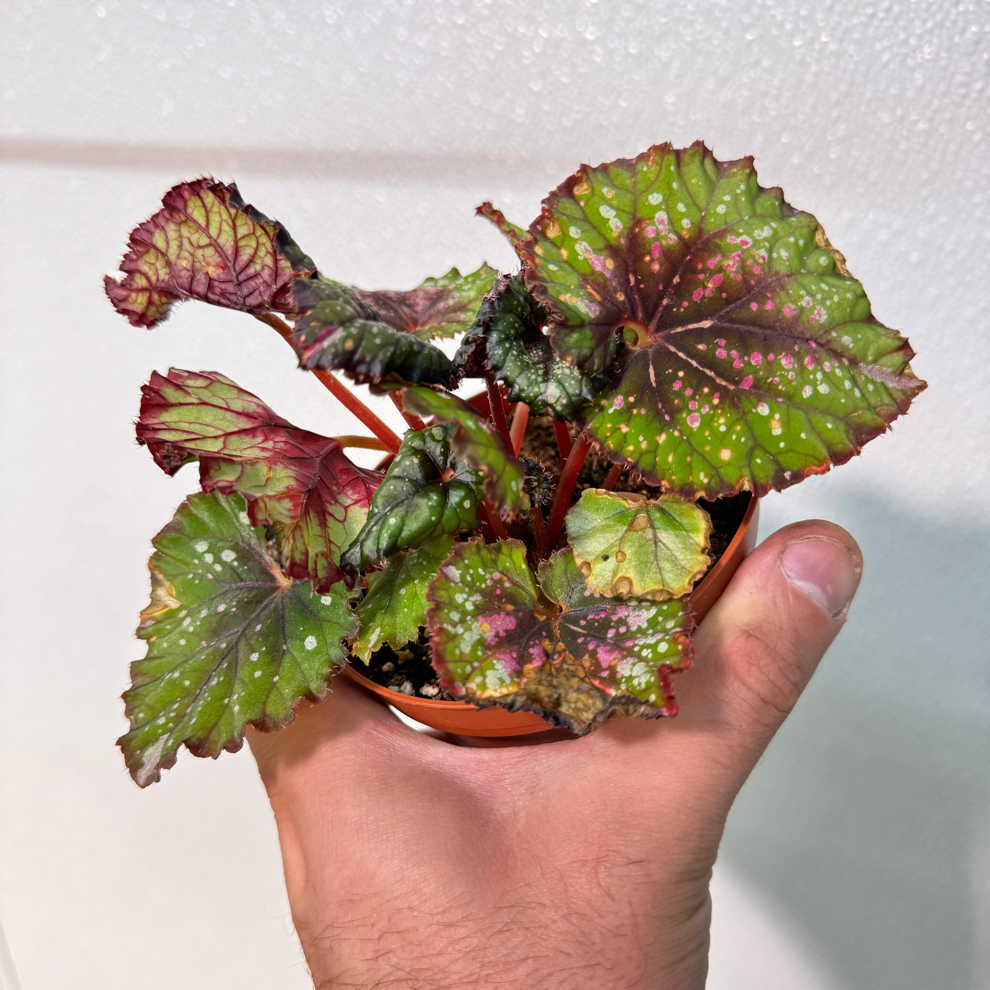 Begonia Christmas Cheer