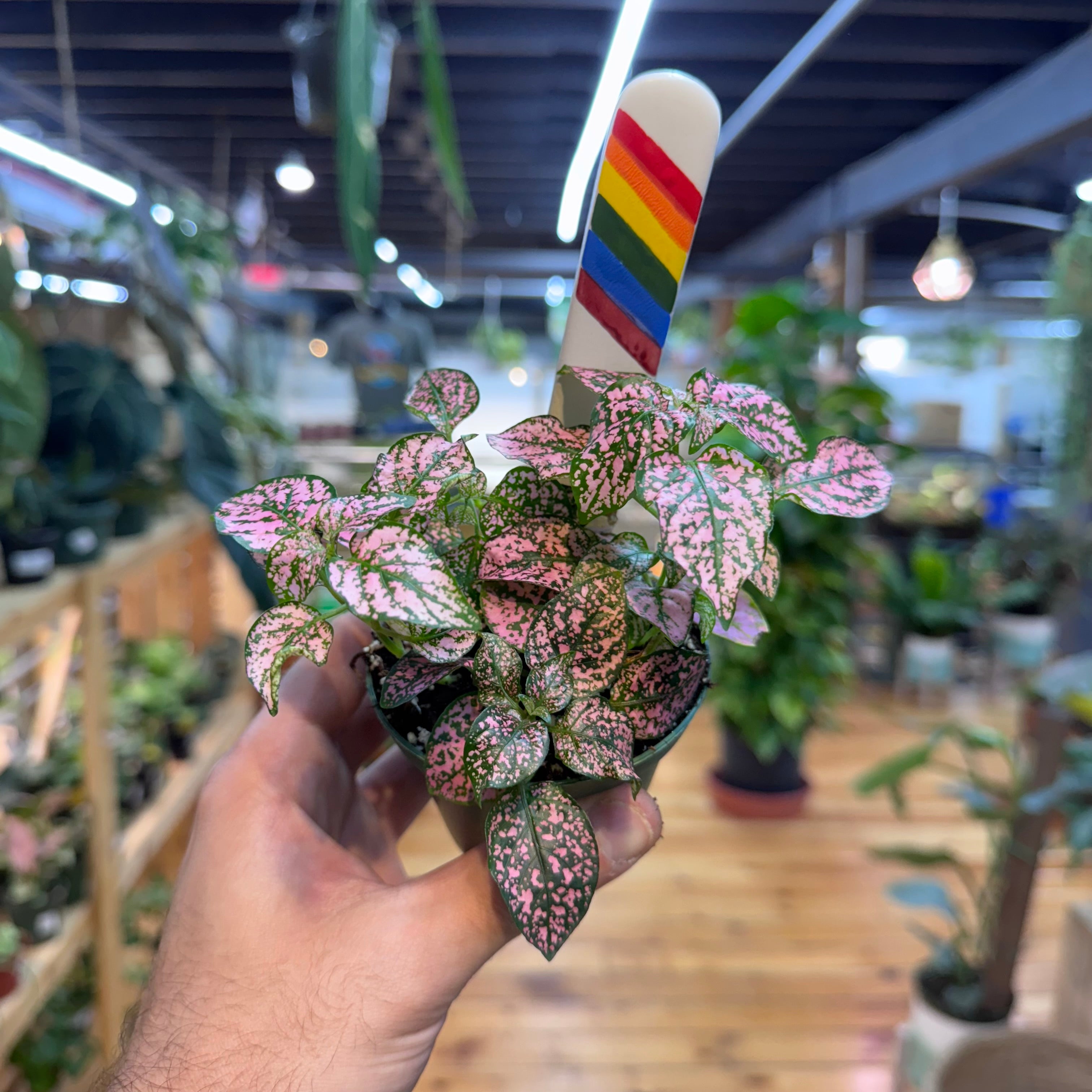 Hypoestes Polka Dot