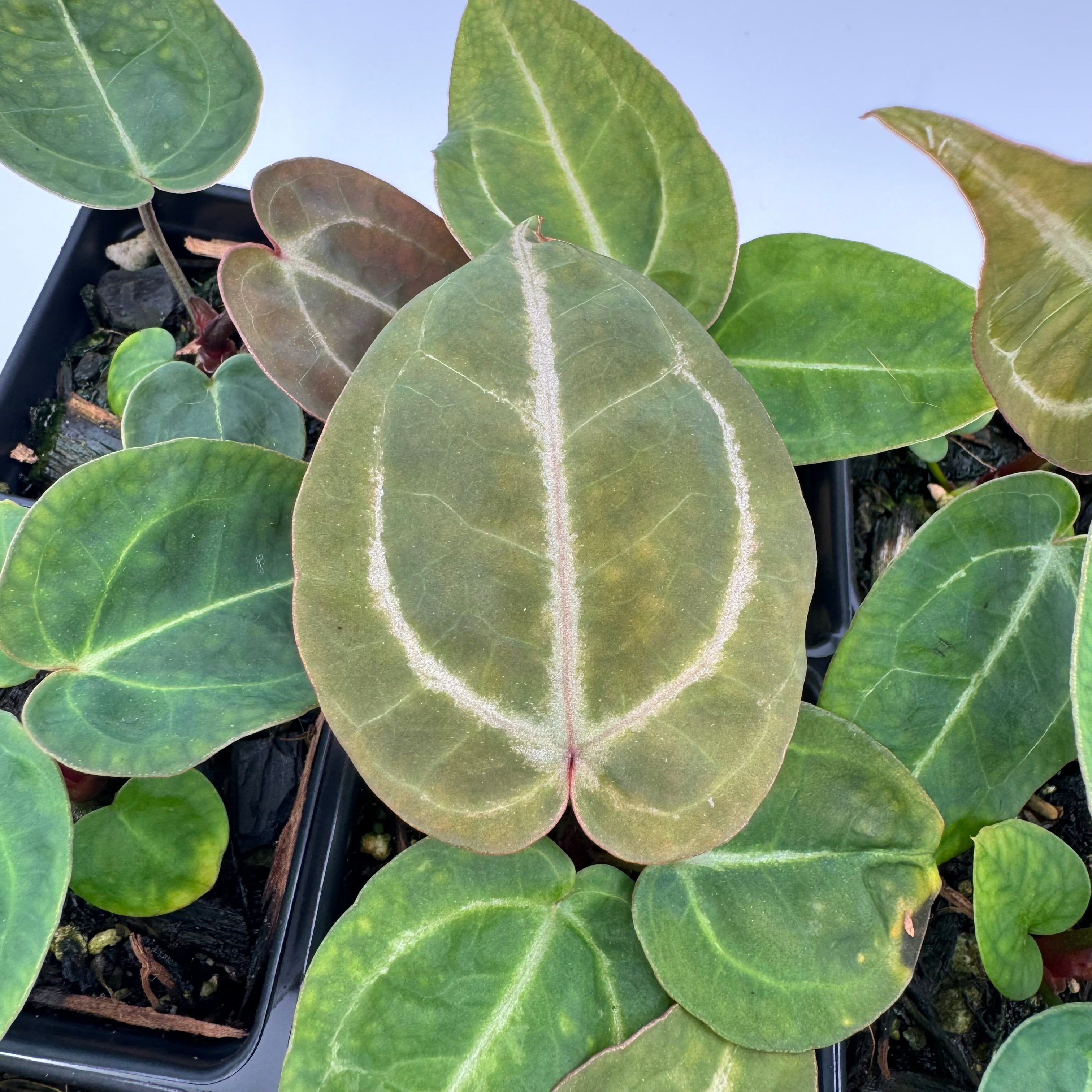 Anthurium Nurse Batch