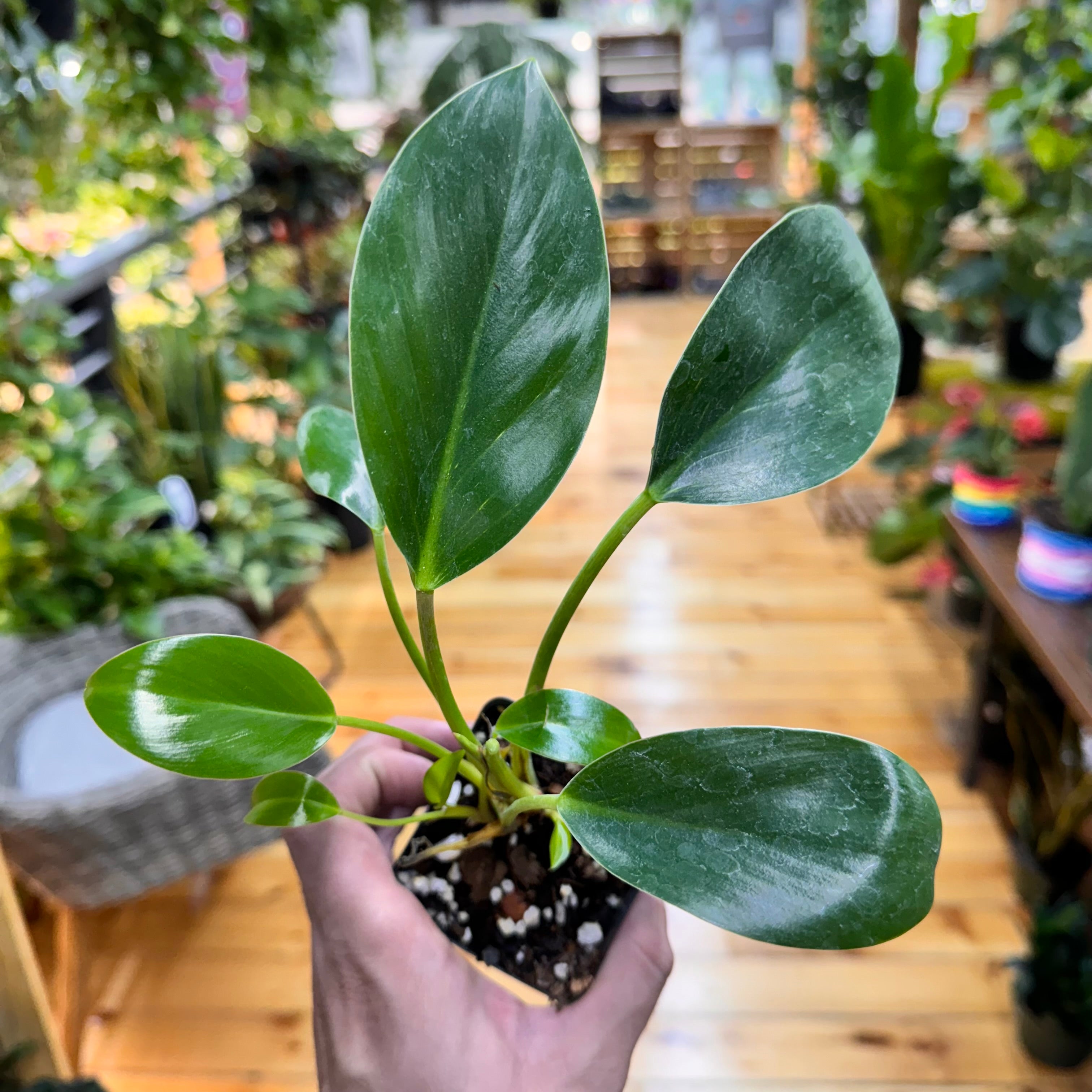 Philodendron &