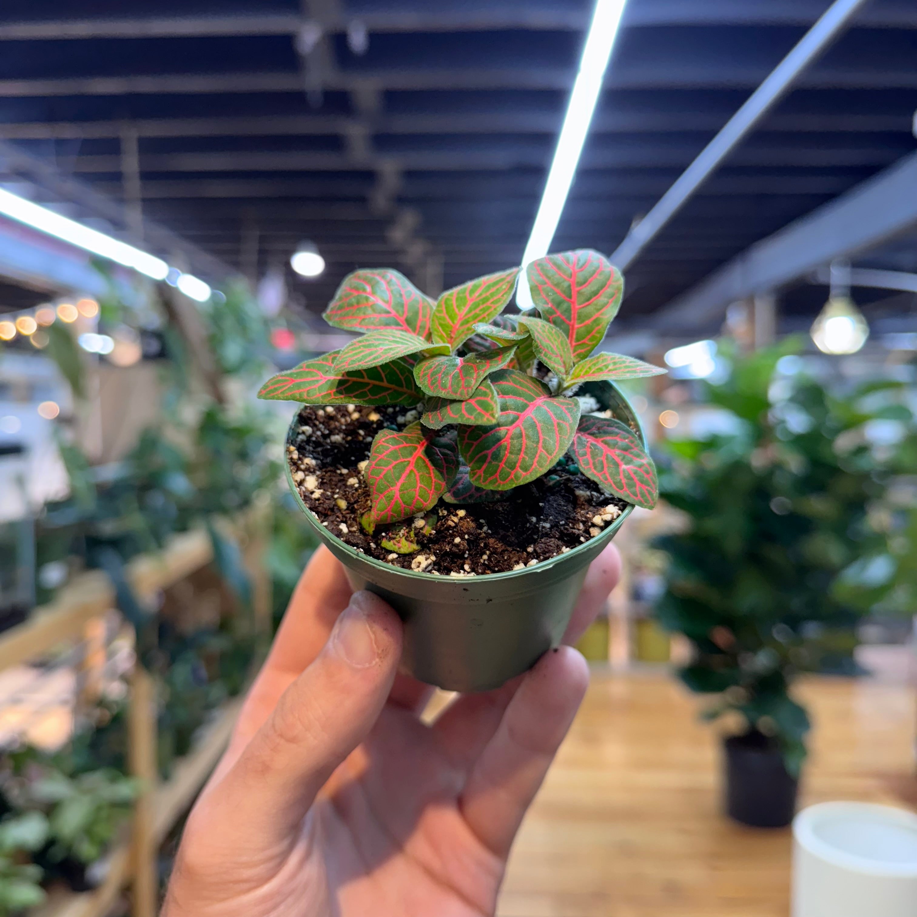 Hand holding a small potted plant with a blurred indoor setting