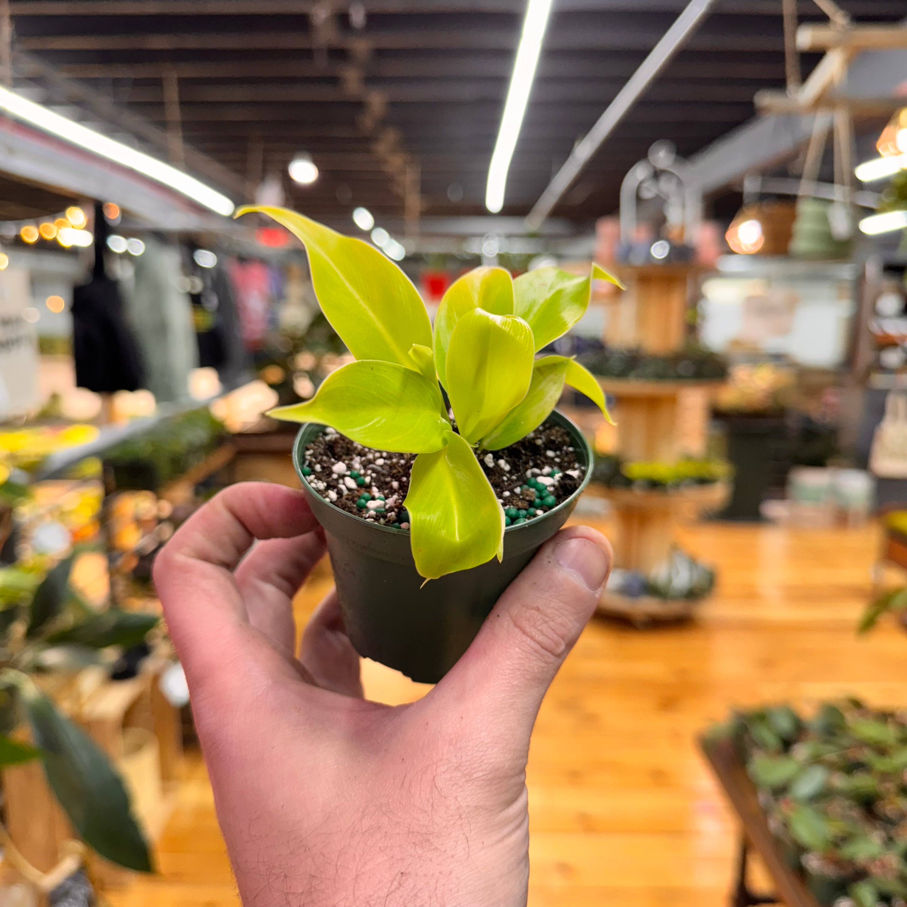 Philodendron Moonlight