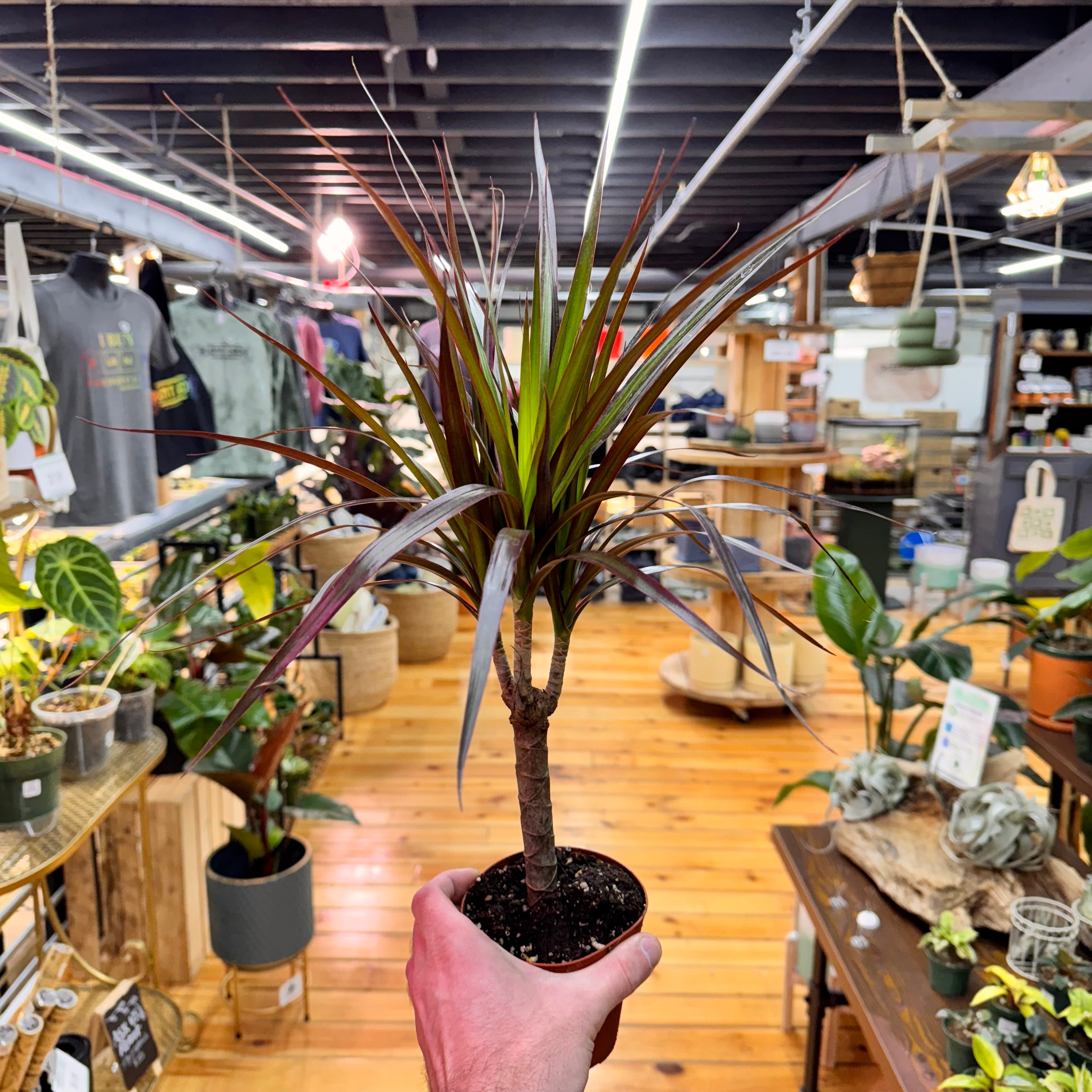 Dracaena Marginata &