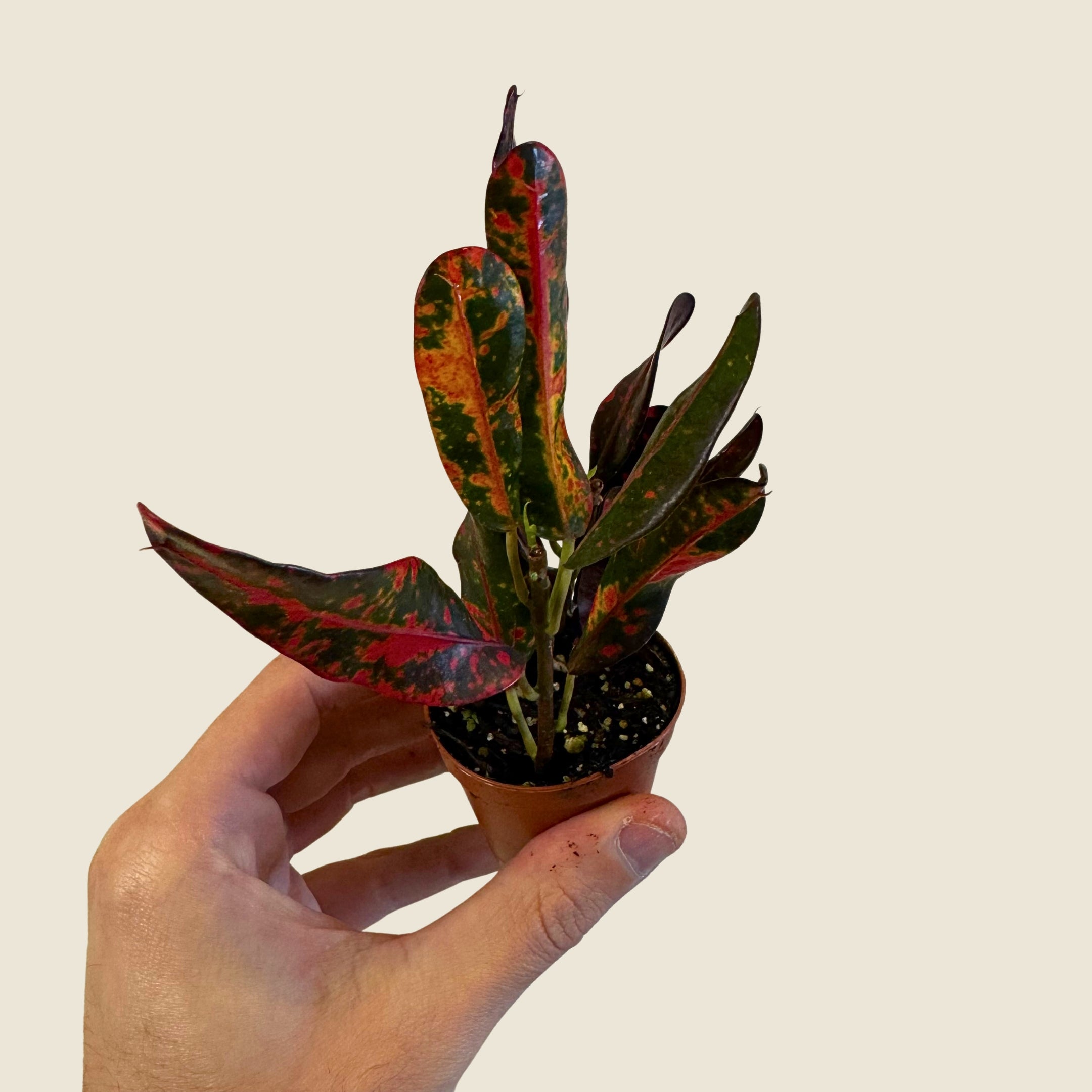 2" Mini Assorted Plants