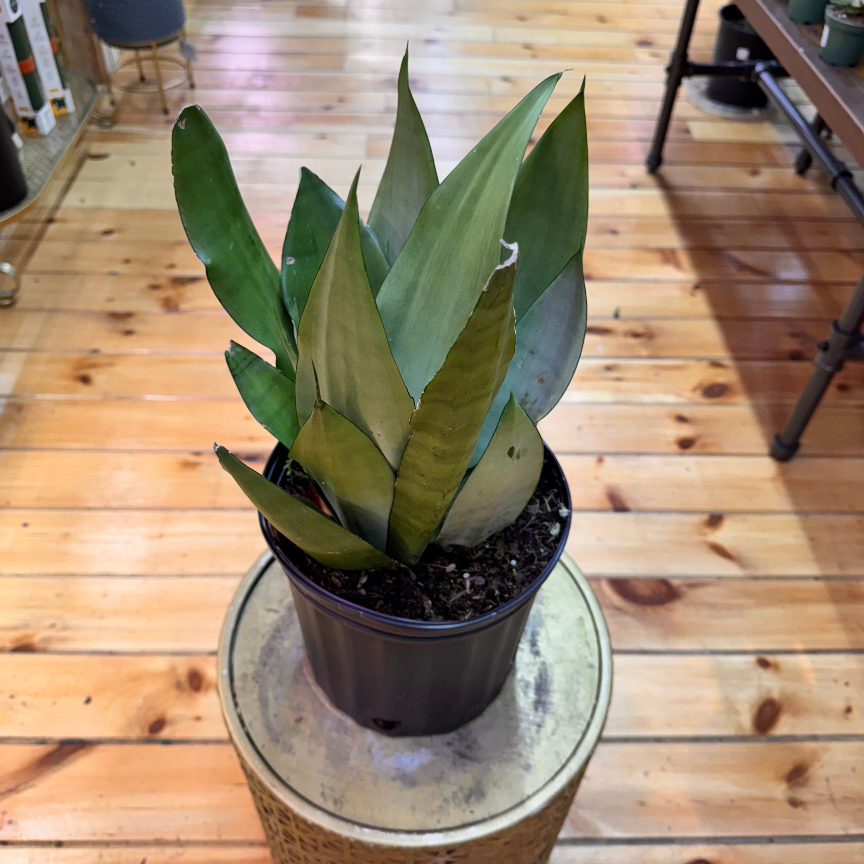 Sansevieria Moonshine