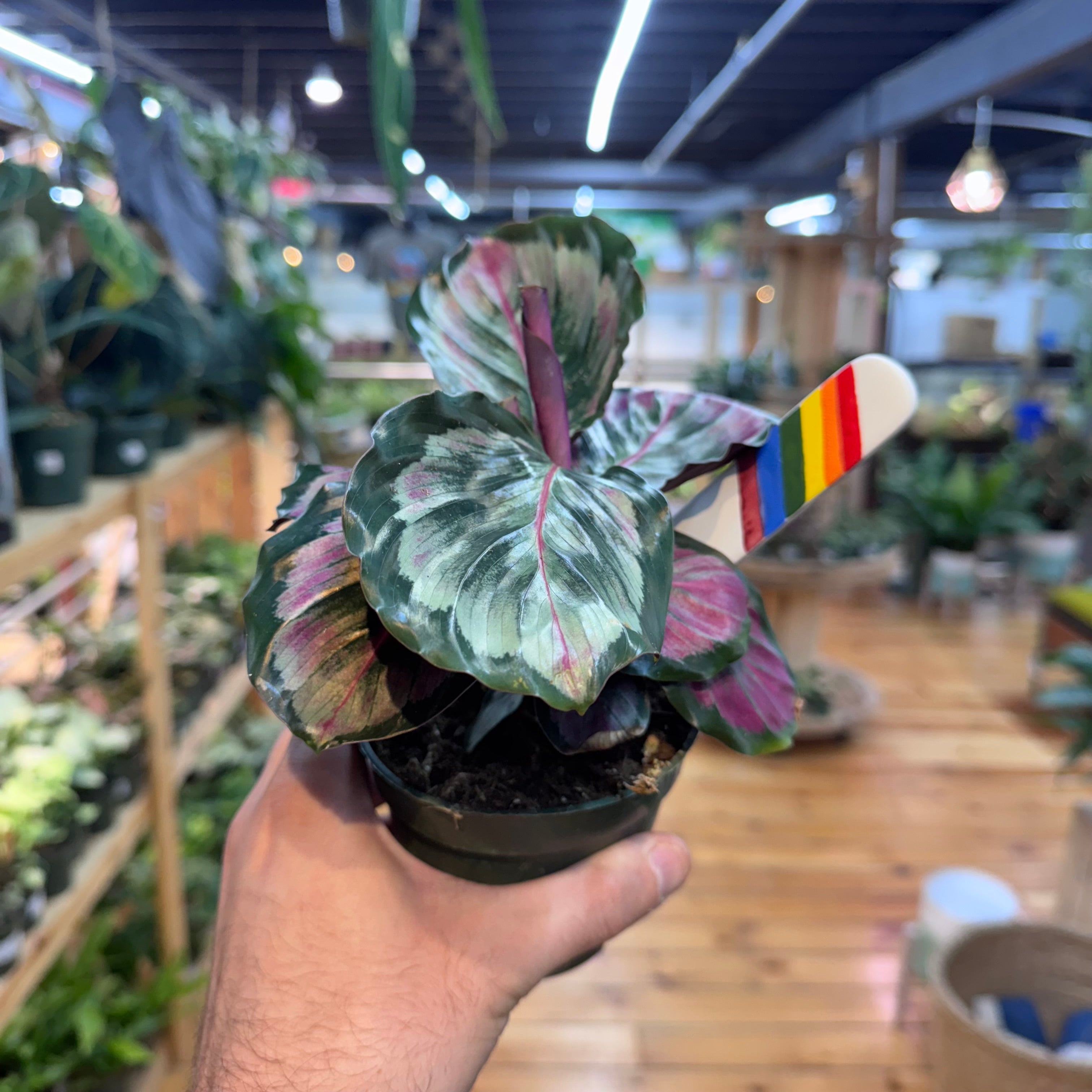Calathea Mysty