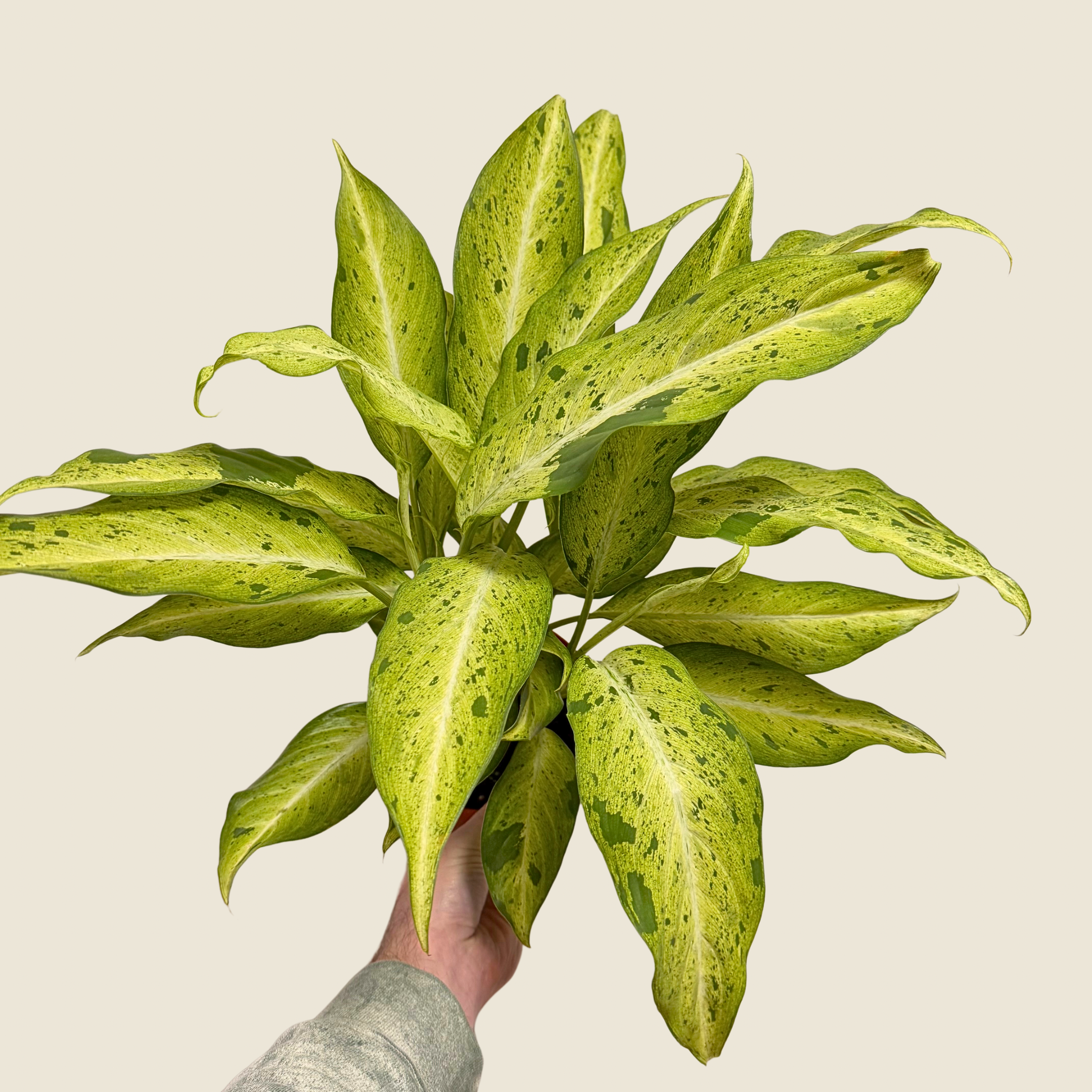 Dieffenbachia Camouflage