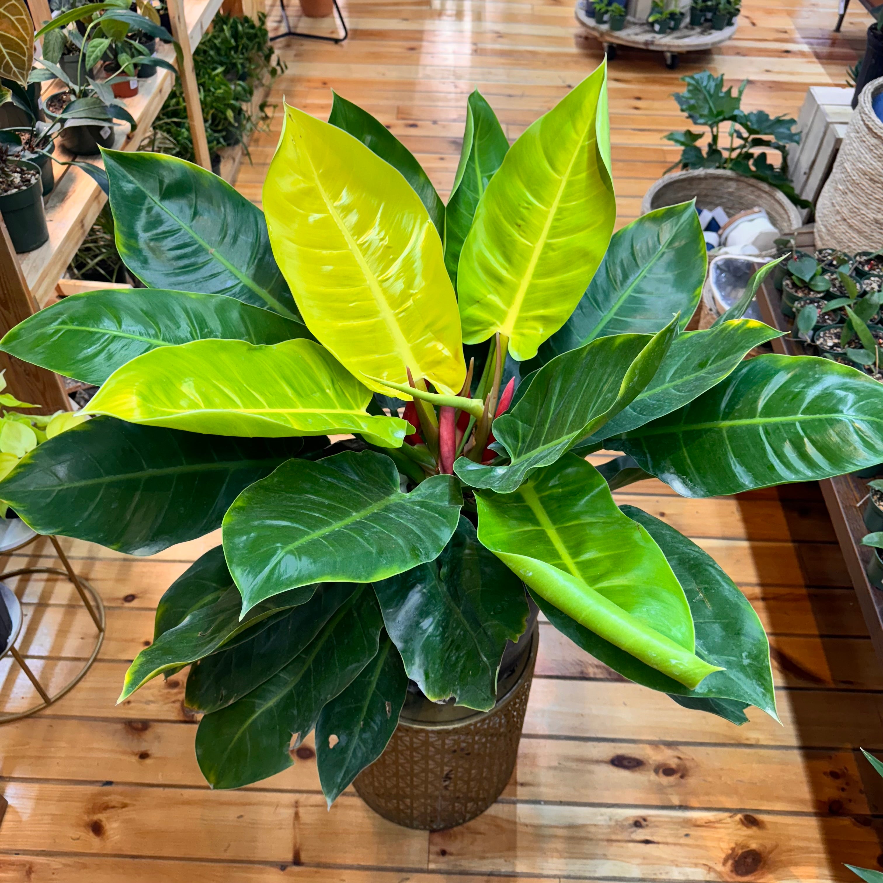 Philodendron Moonlight