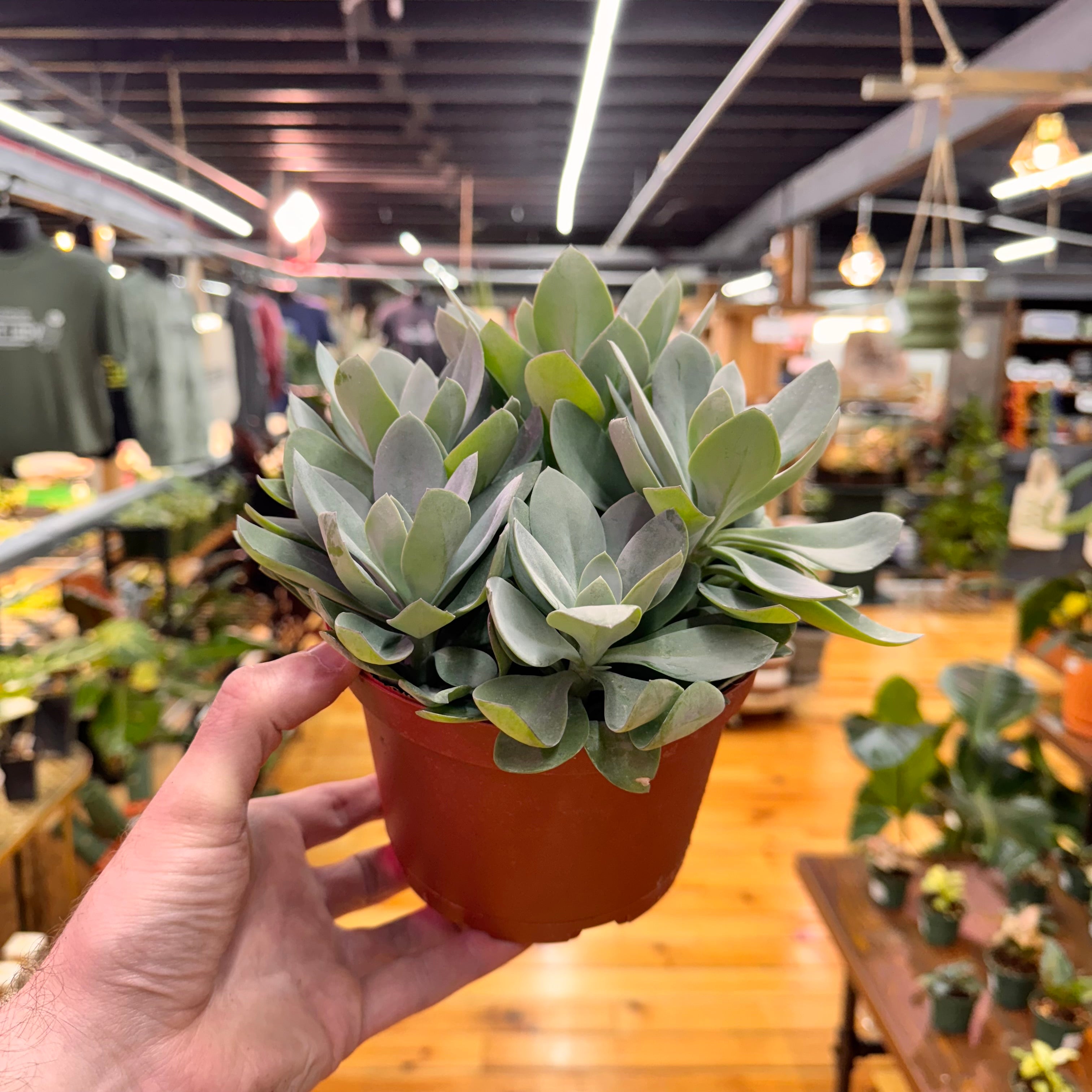 Assorted Large Succulents