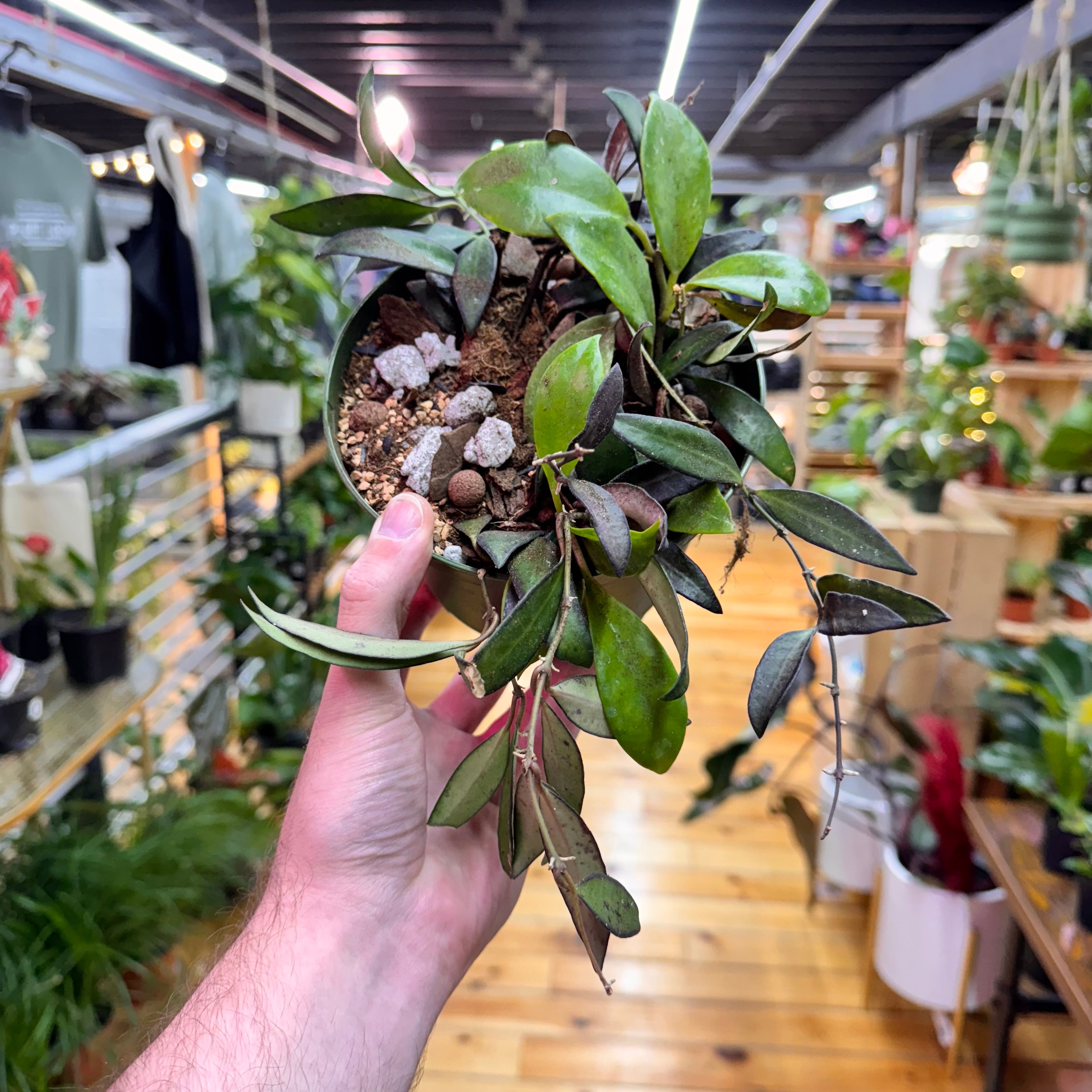 Hoya Arrangement