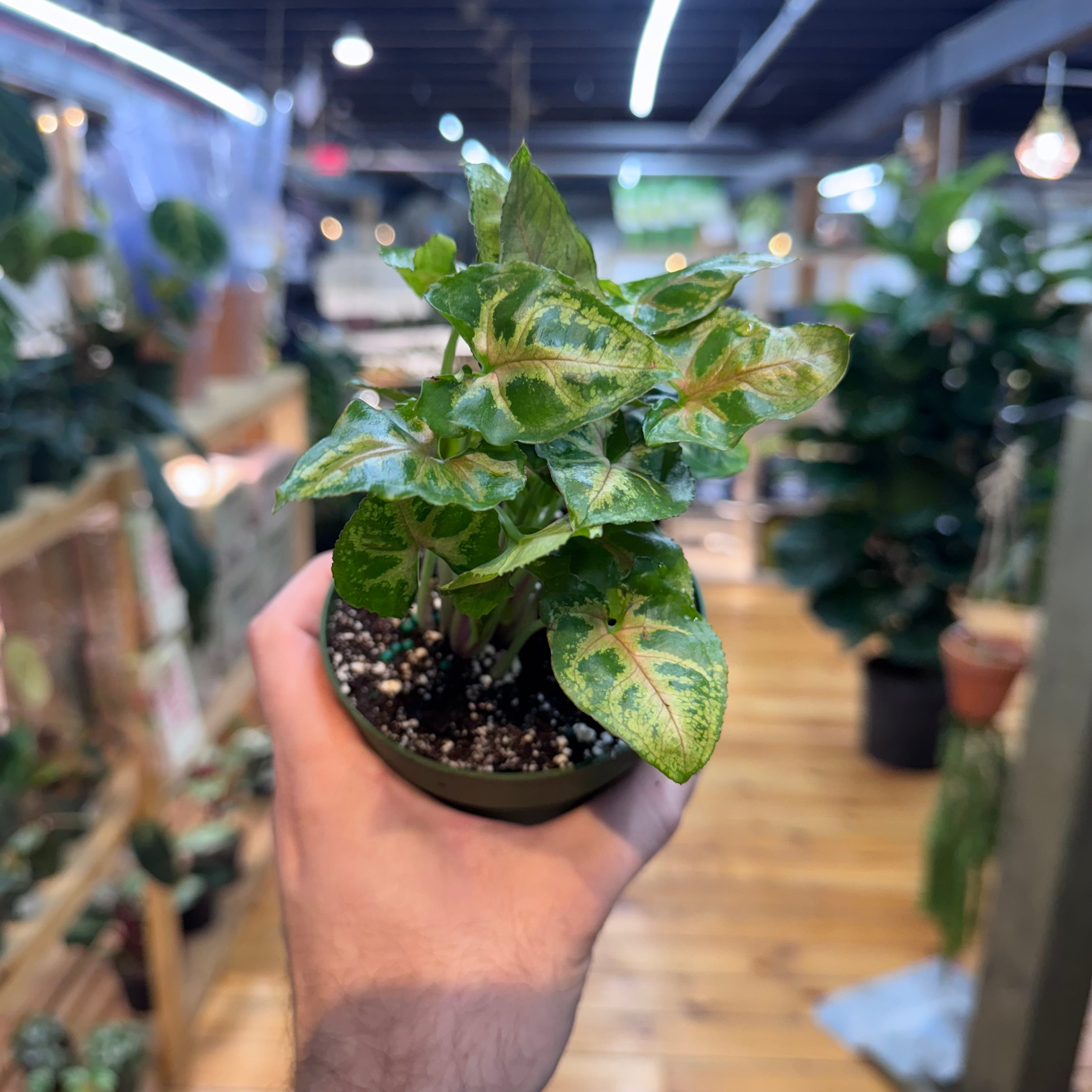 Syngonium Maria Allusion