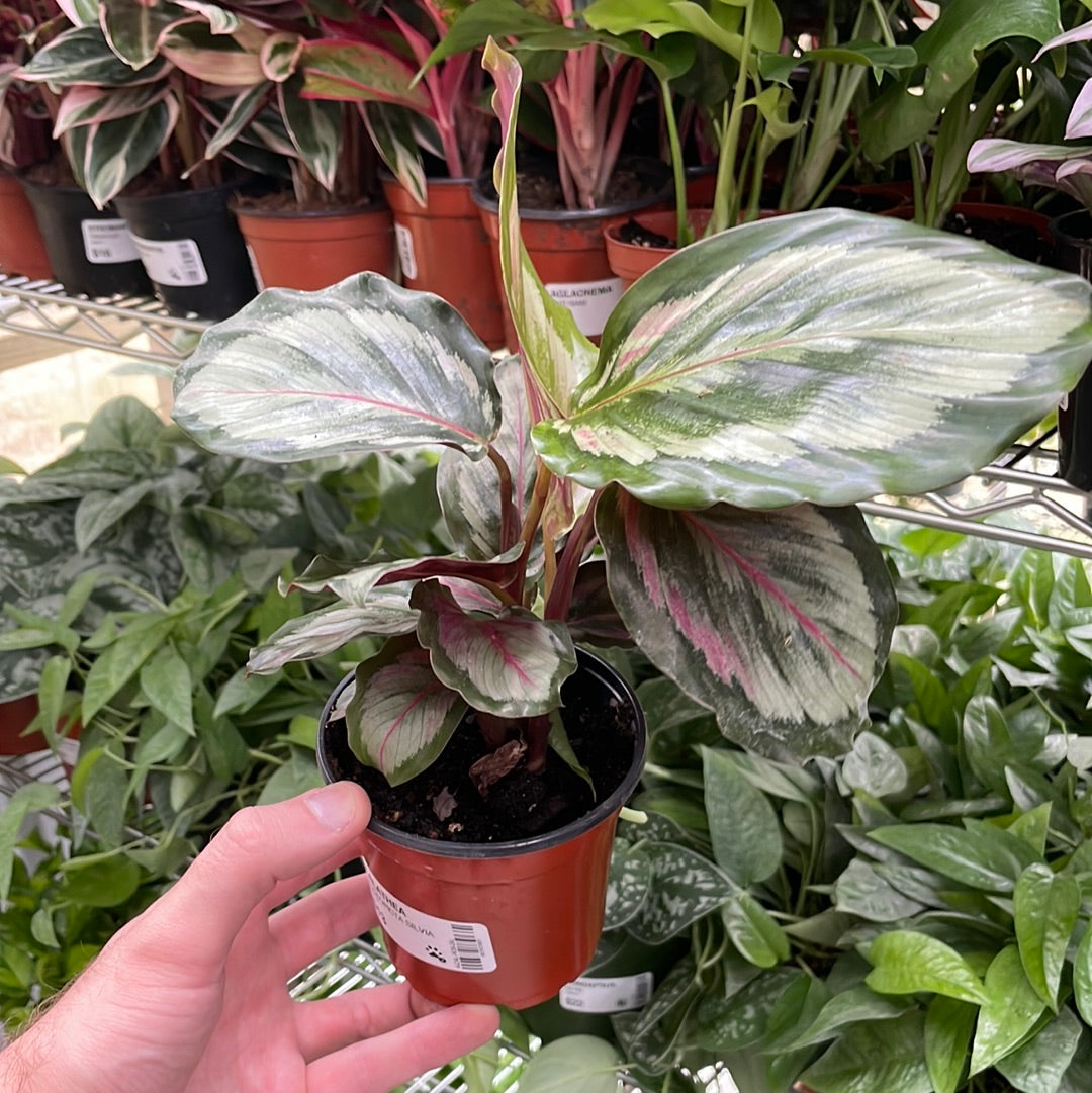 Calathea Roseopicta Silvia