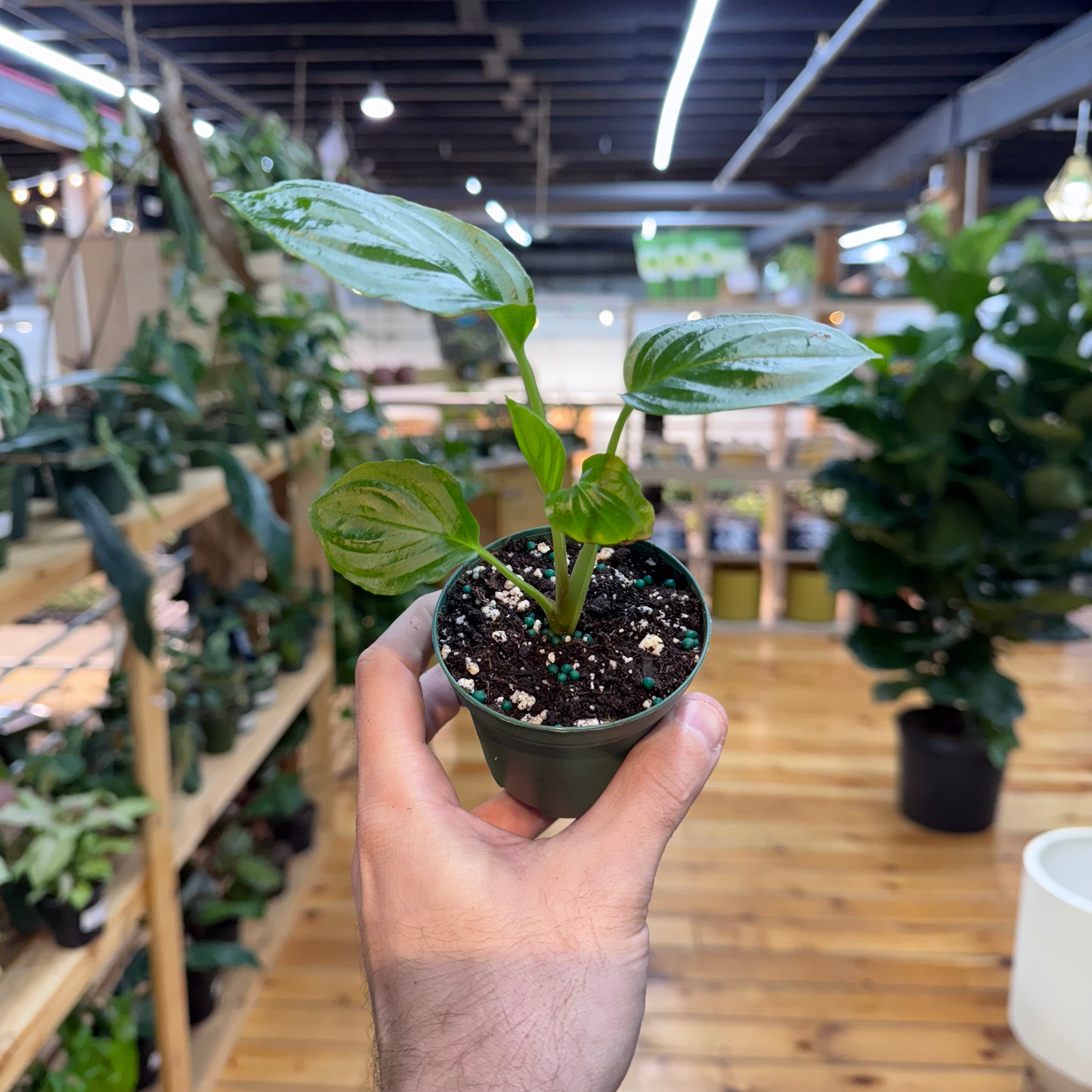 Hand holding a small potted plant in a store setting with shelves and other plants.