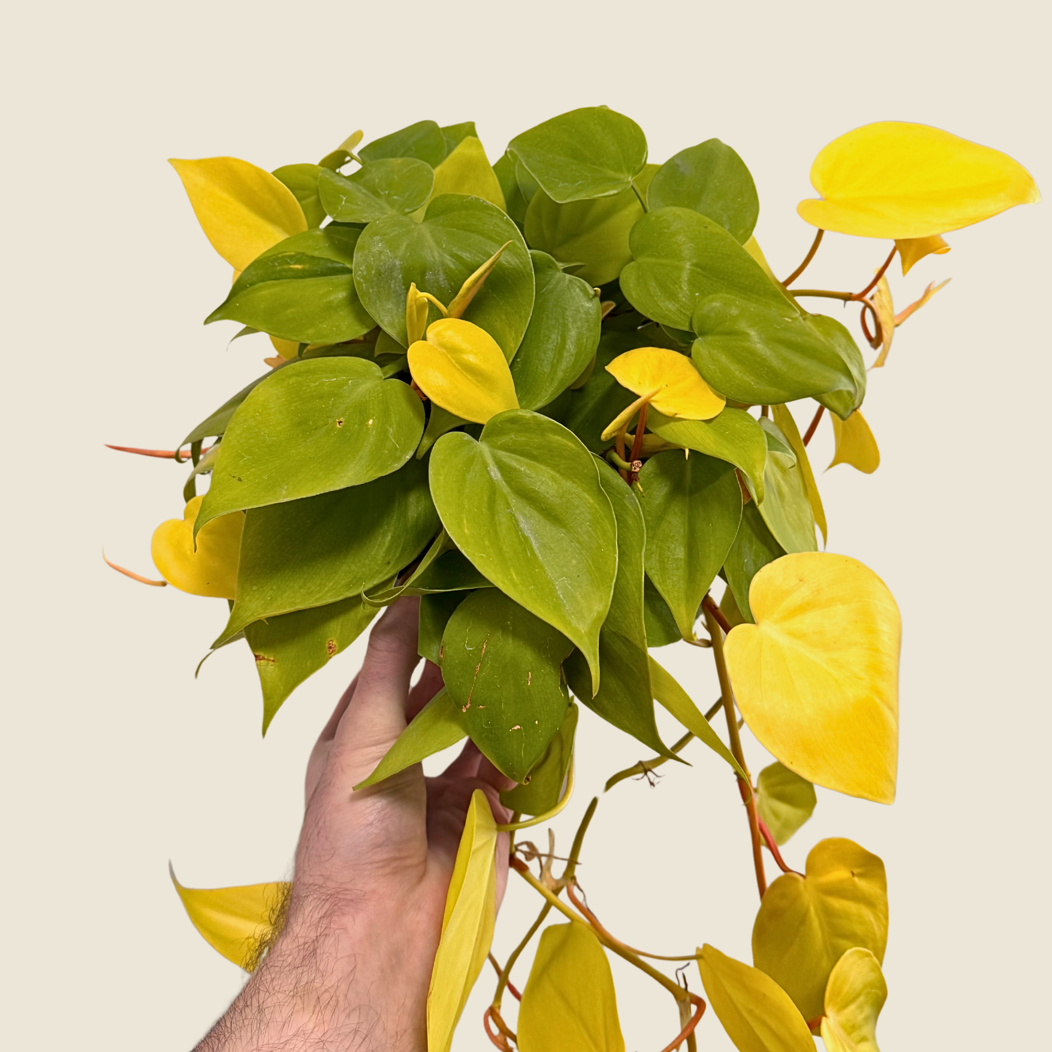 Philodendron Neon