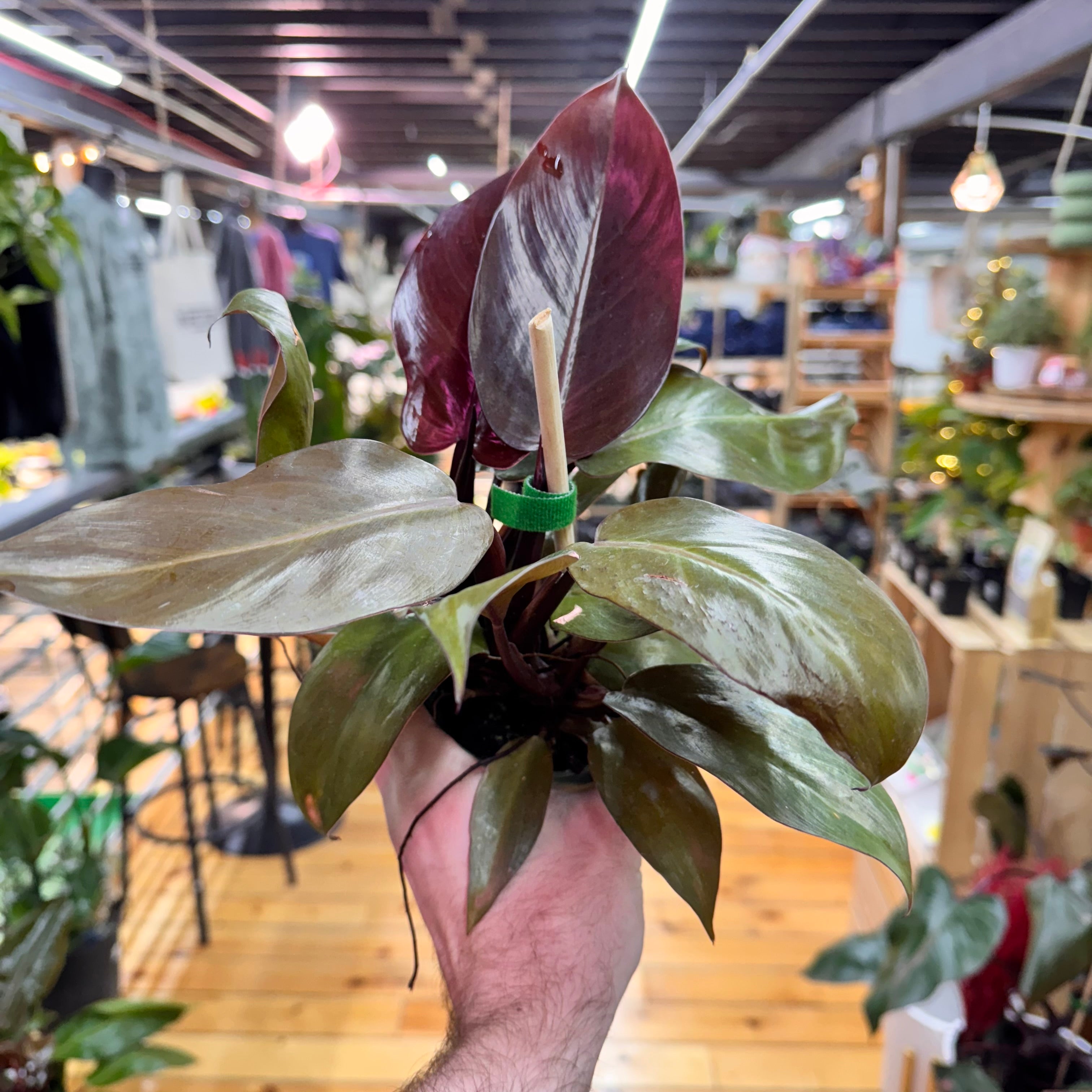 Philodendron McColley&