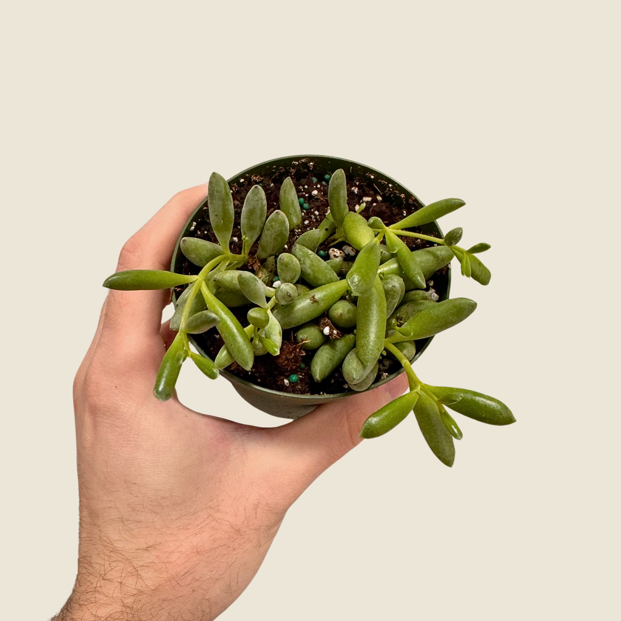 String of Bananas
