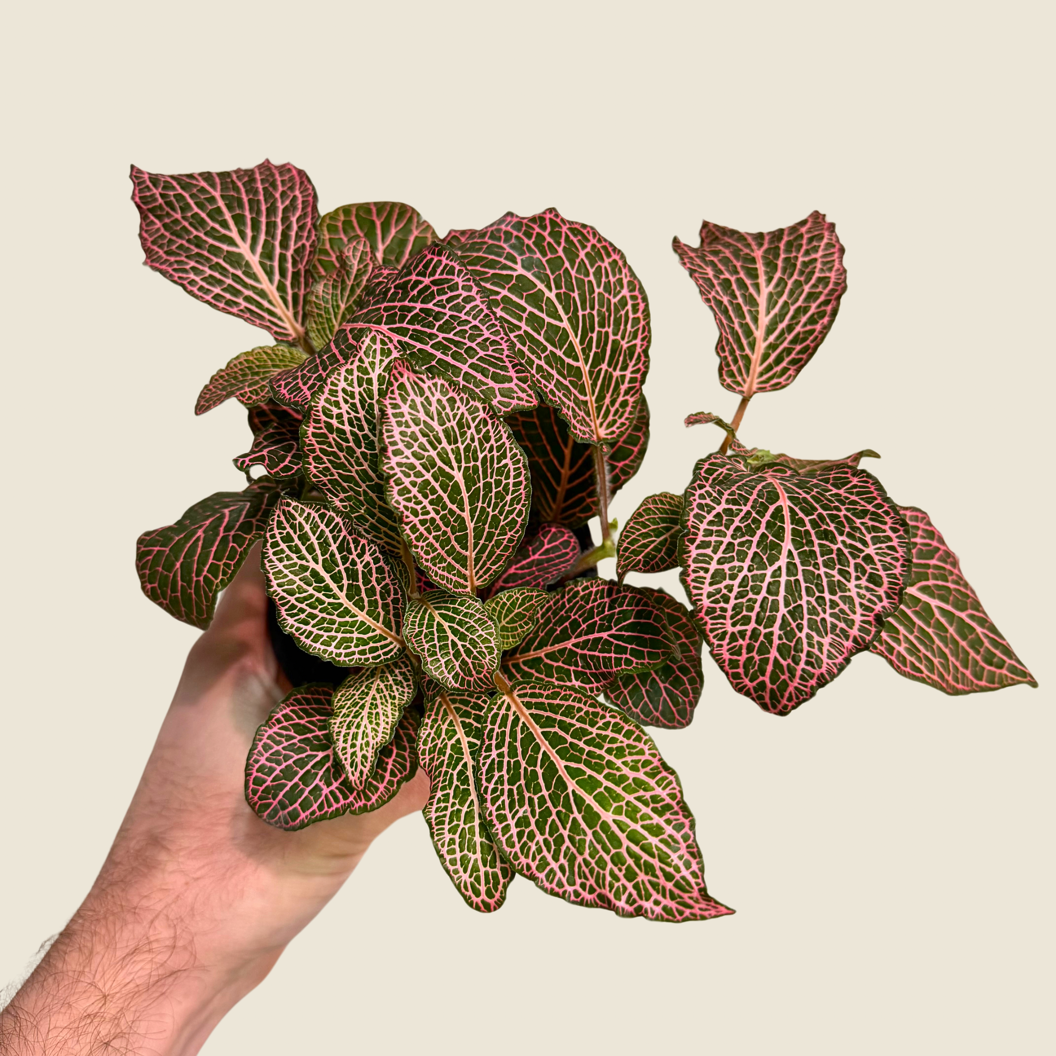 Fittonia &