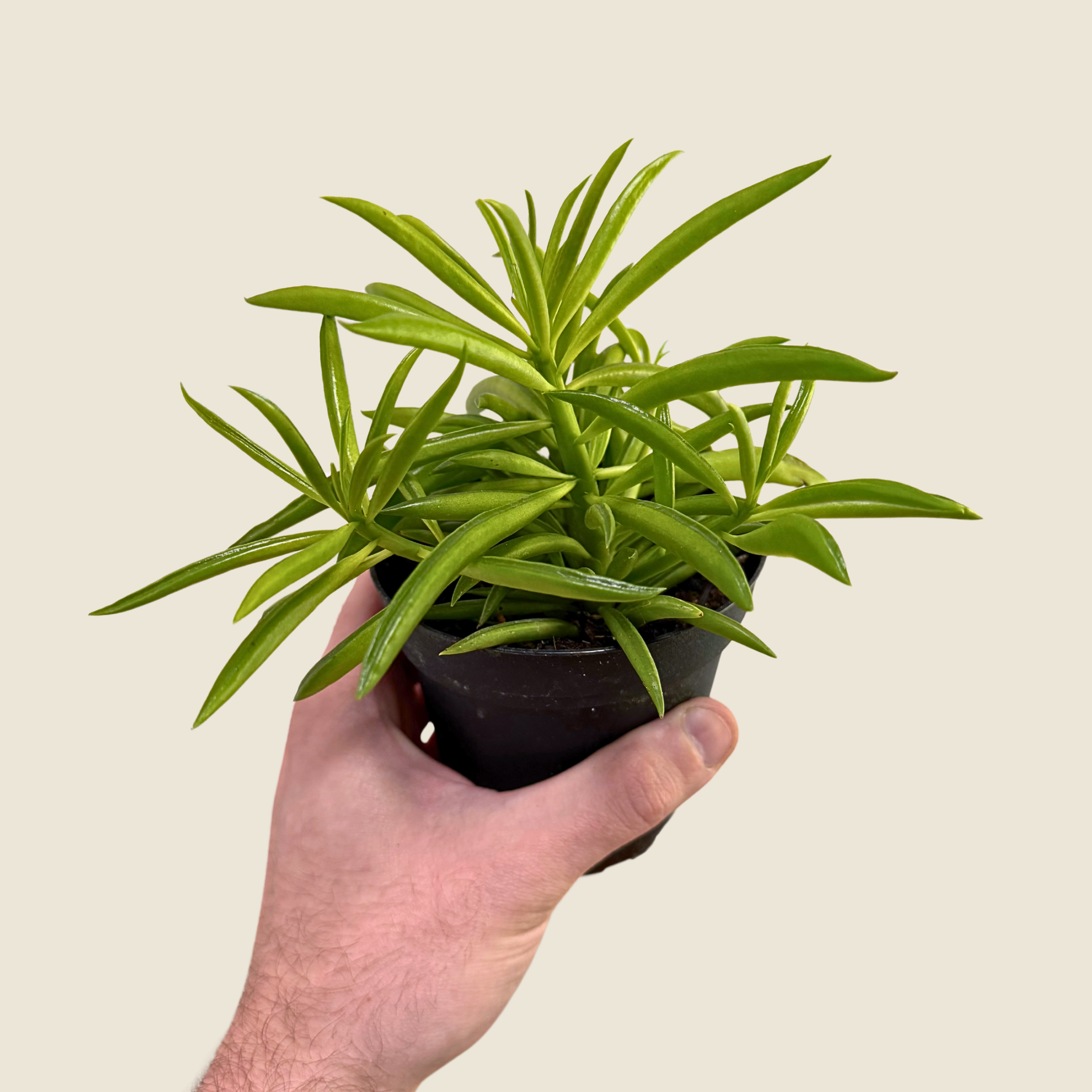 Peperomia Green Bean