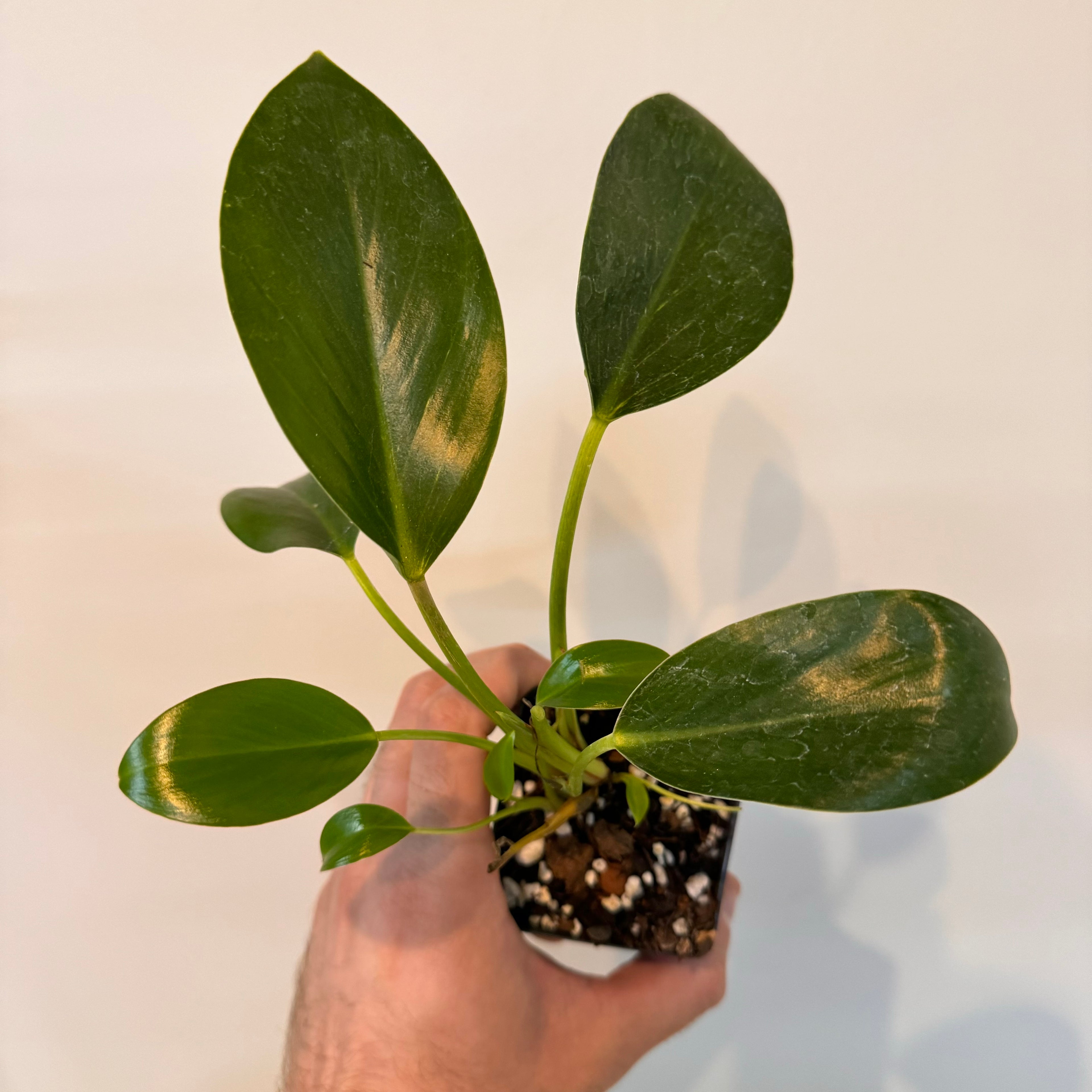 Philodendron &