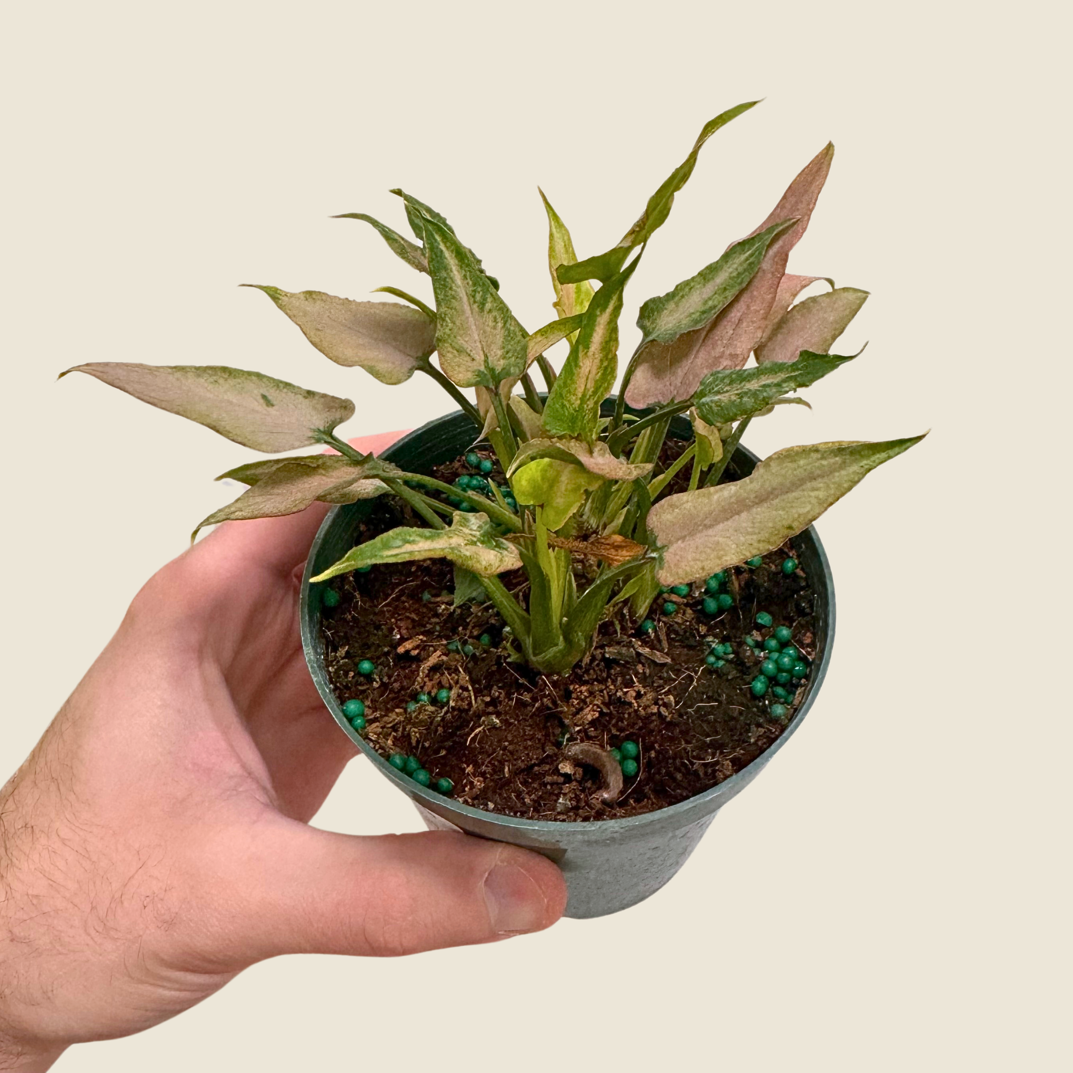 Syngonium Mickey
