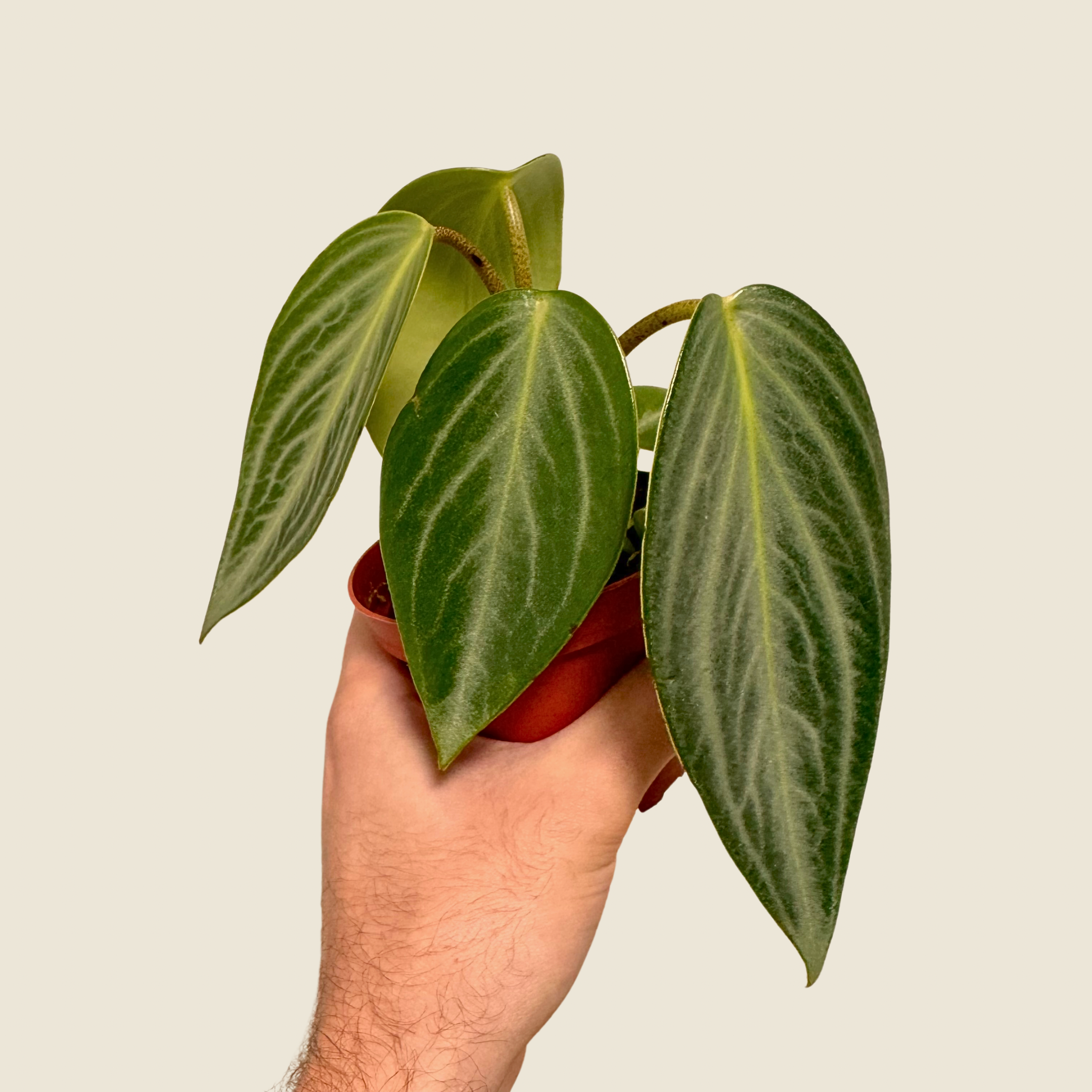 Peperomia Maculosa