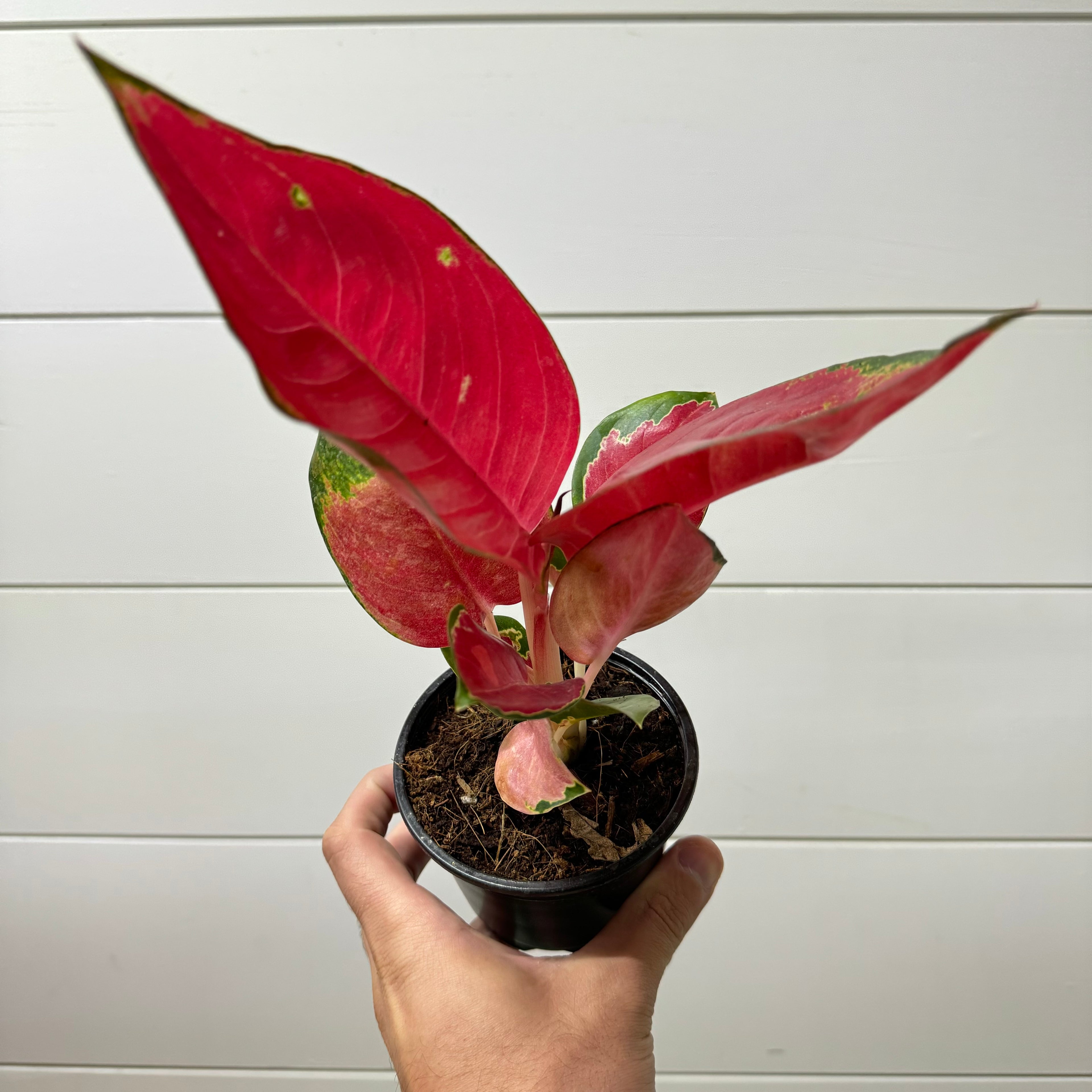 Aglaonema Red King